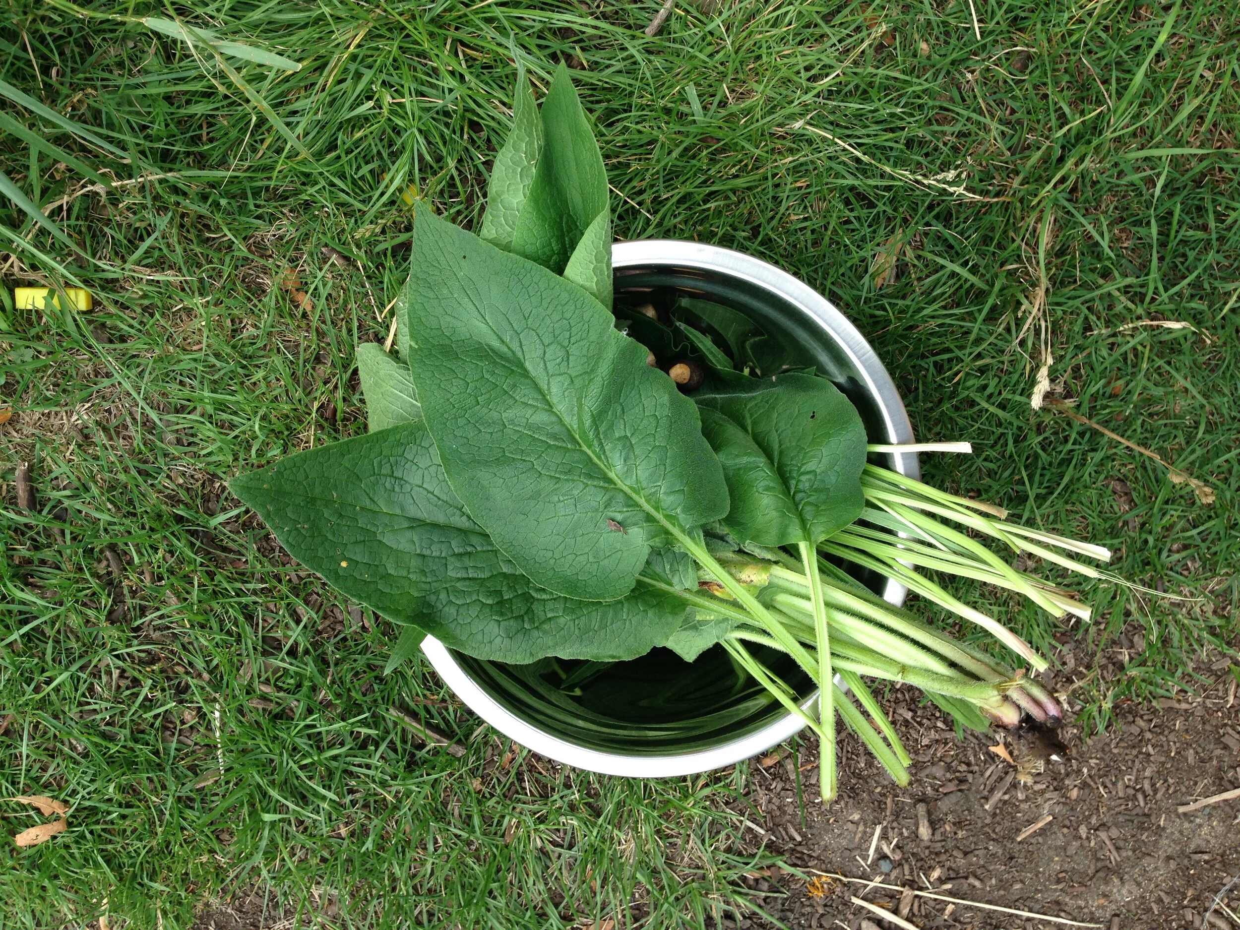 Online Workshop: Herbal potions for your garden