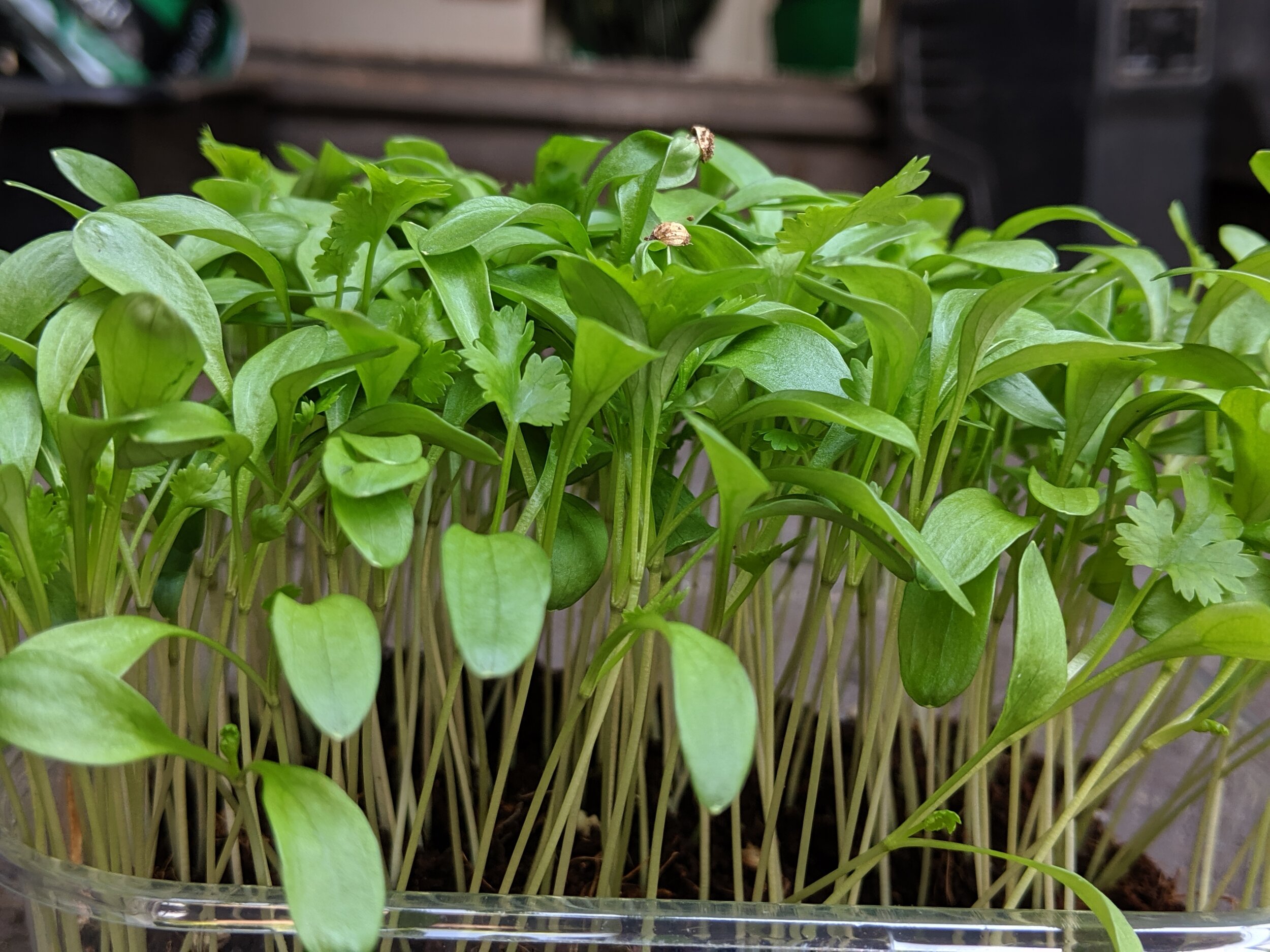 Microgreens.jpg