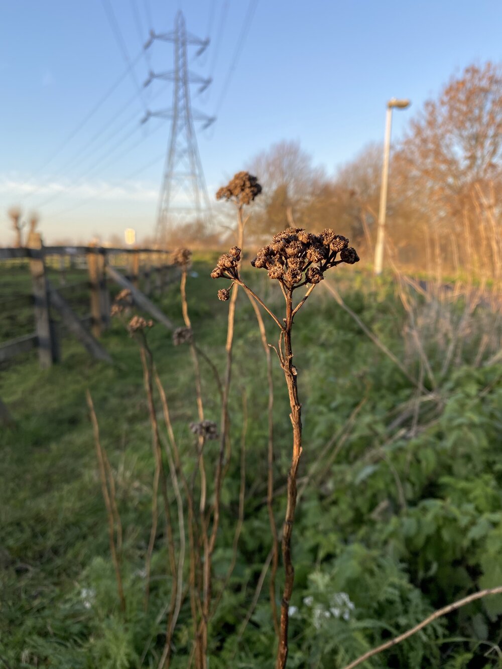 seedhead.jpg