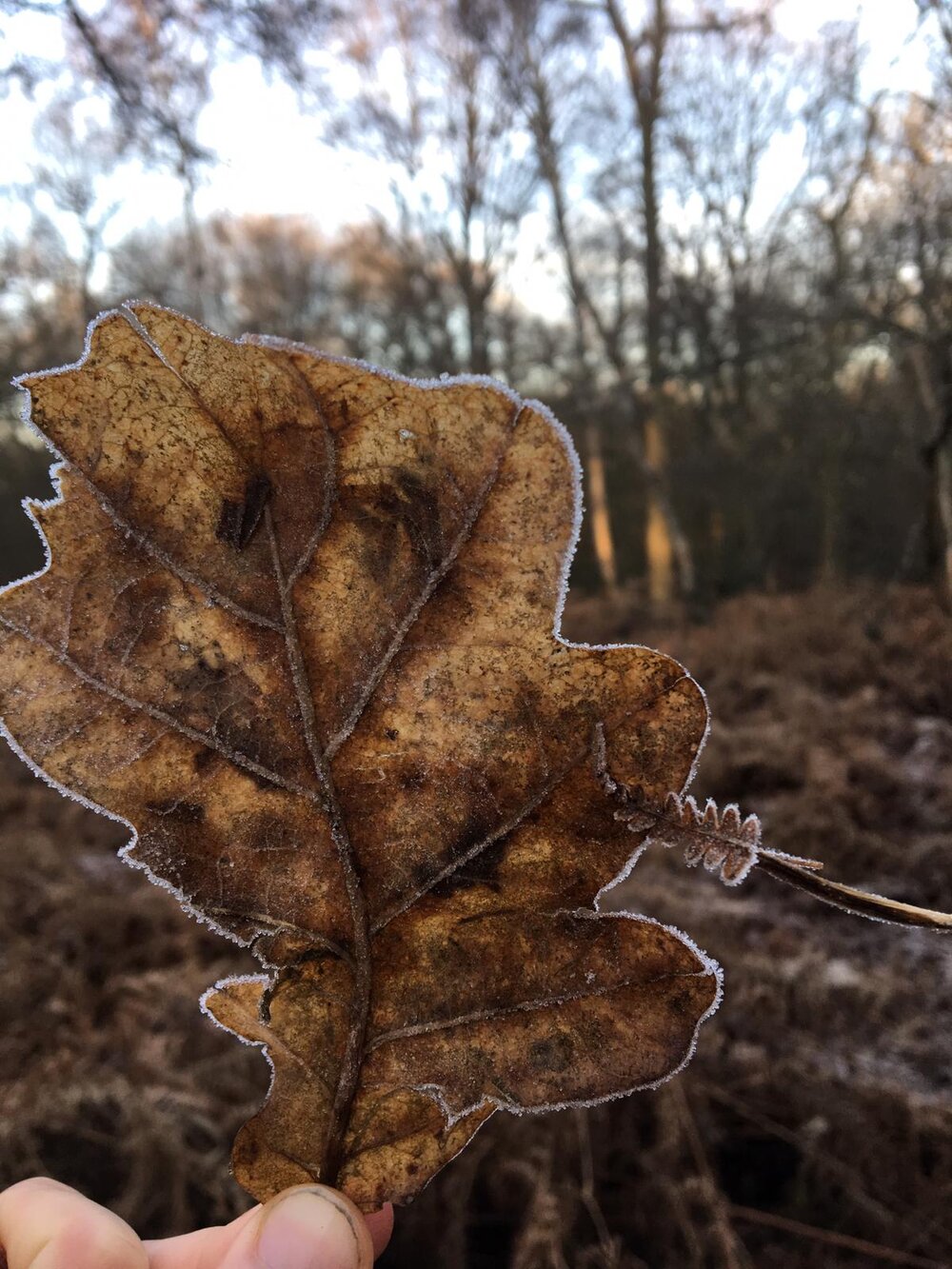 frozen leaf.JPG