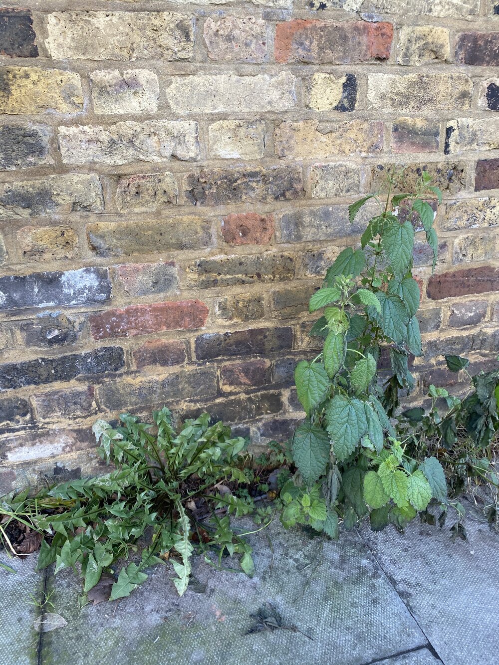 Dandelion and nettle (Copy)