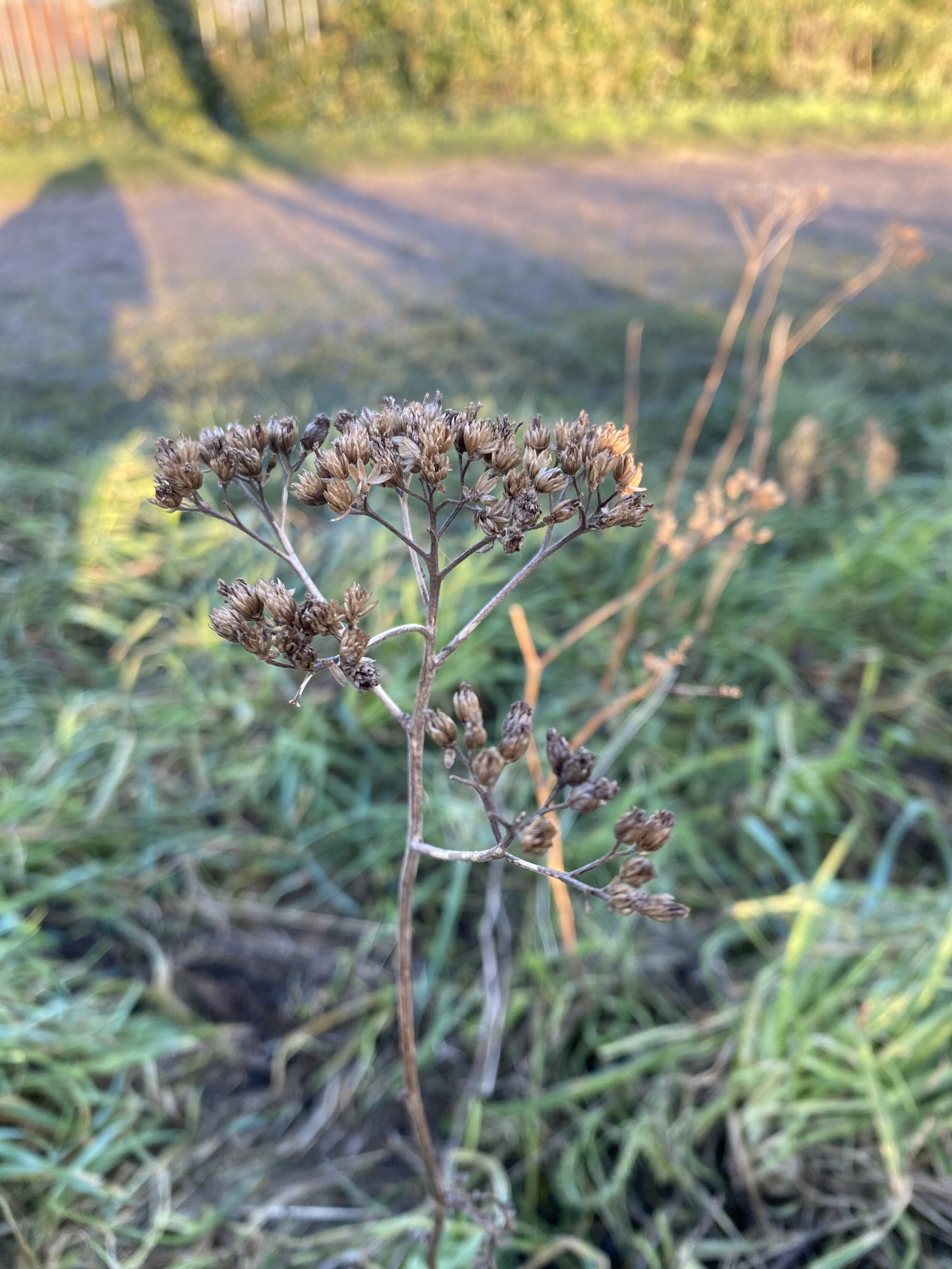 Yarrow seed head (Copy)