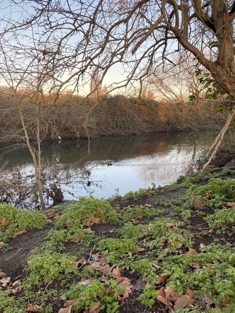 coot on river lea.jpg