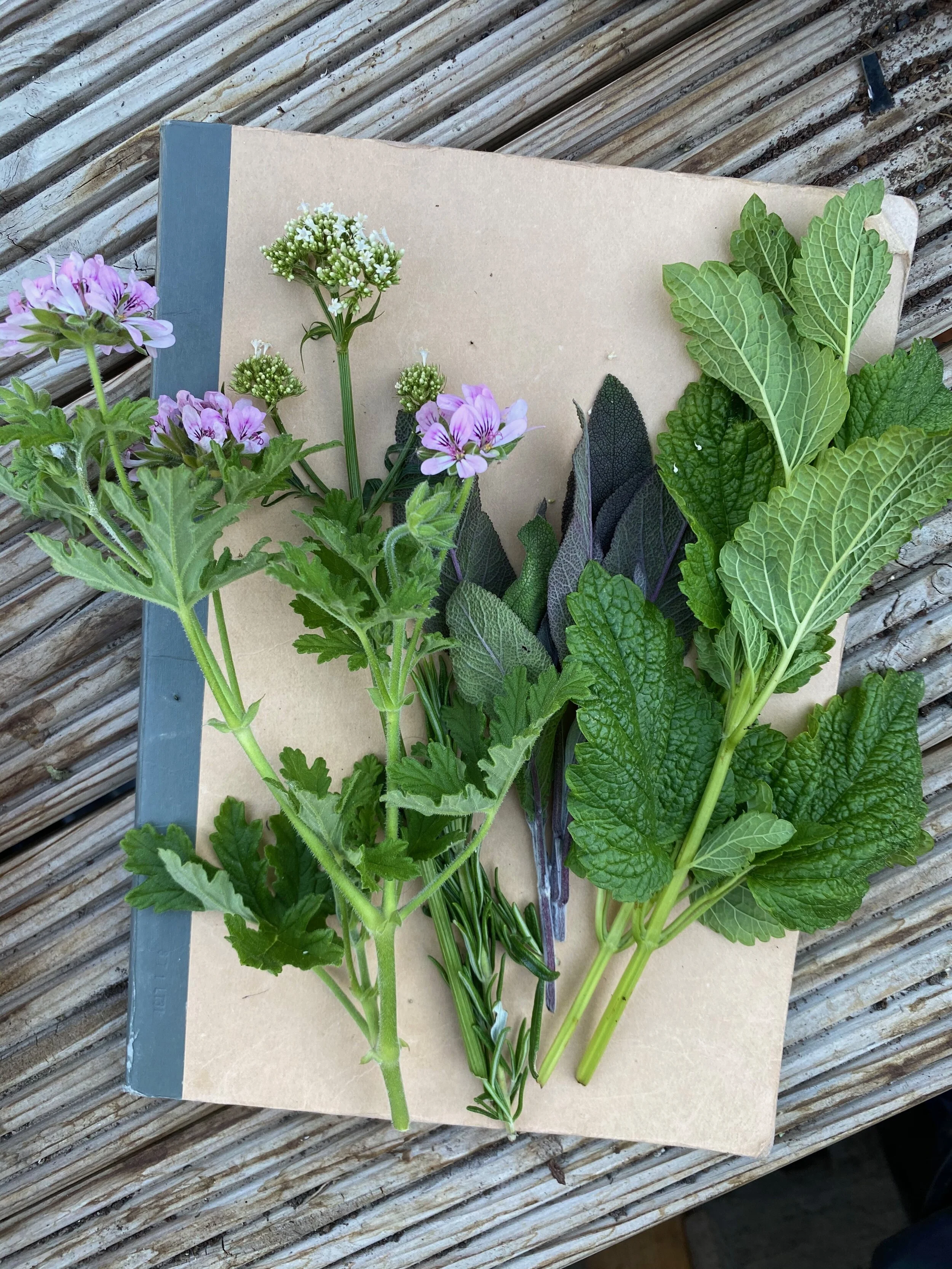 Fresh herbs pic.jpeg