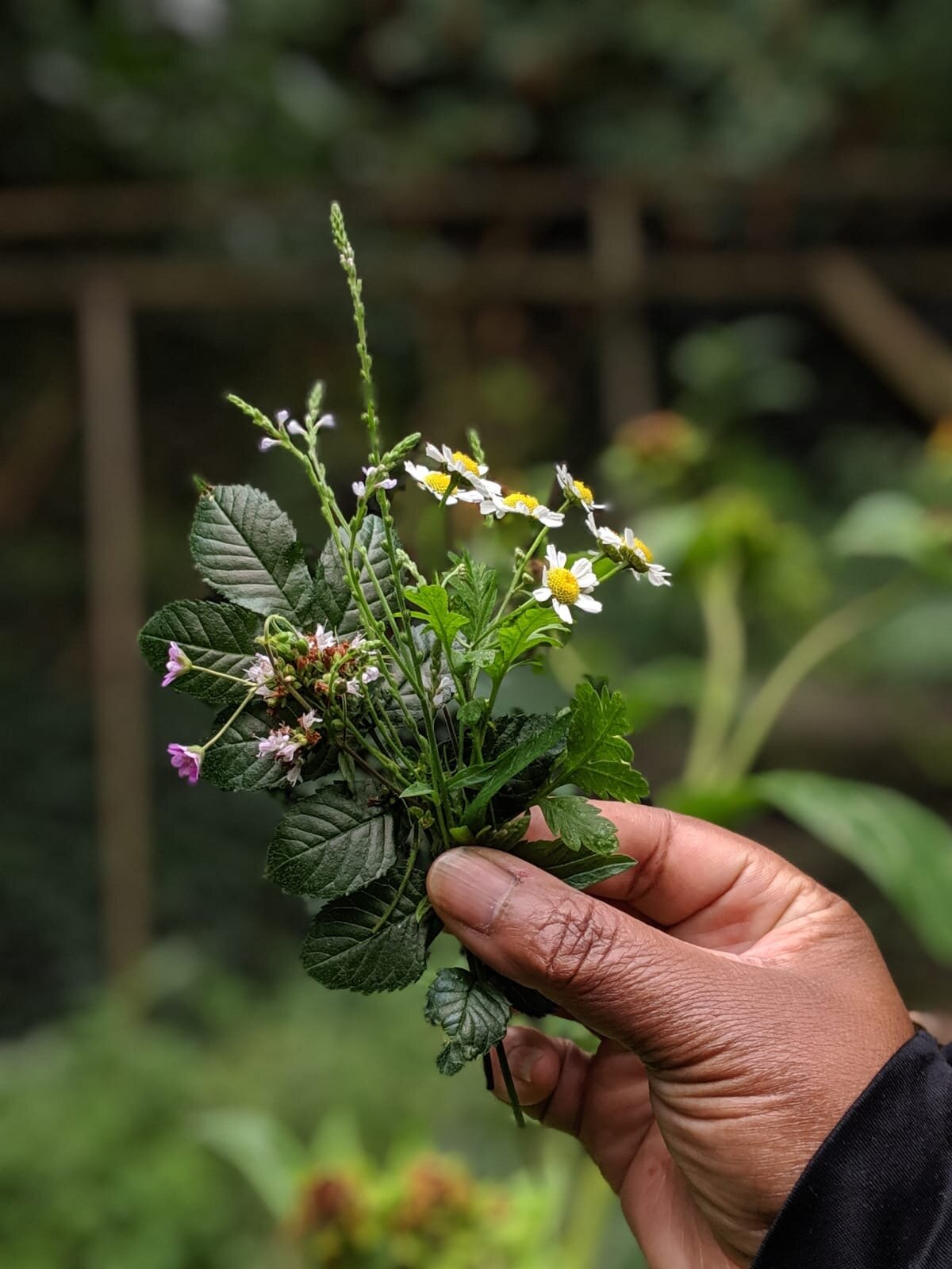 wild herbs phytology.JPG