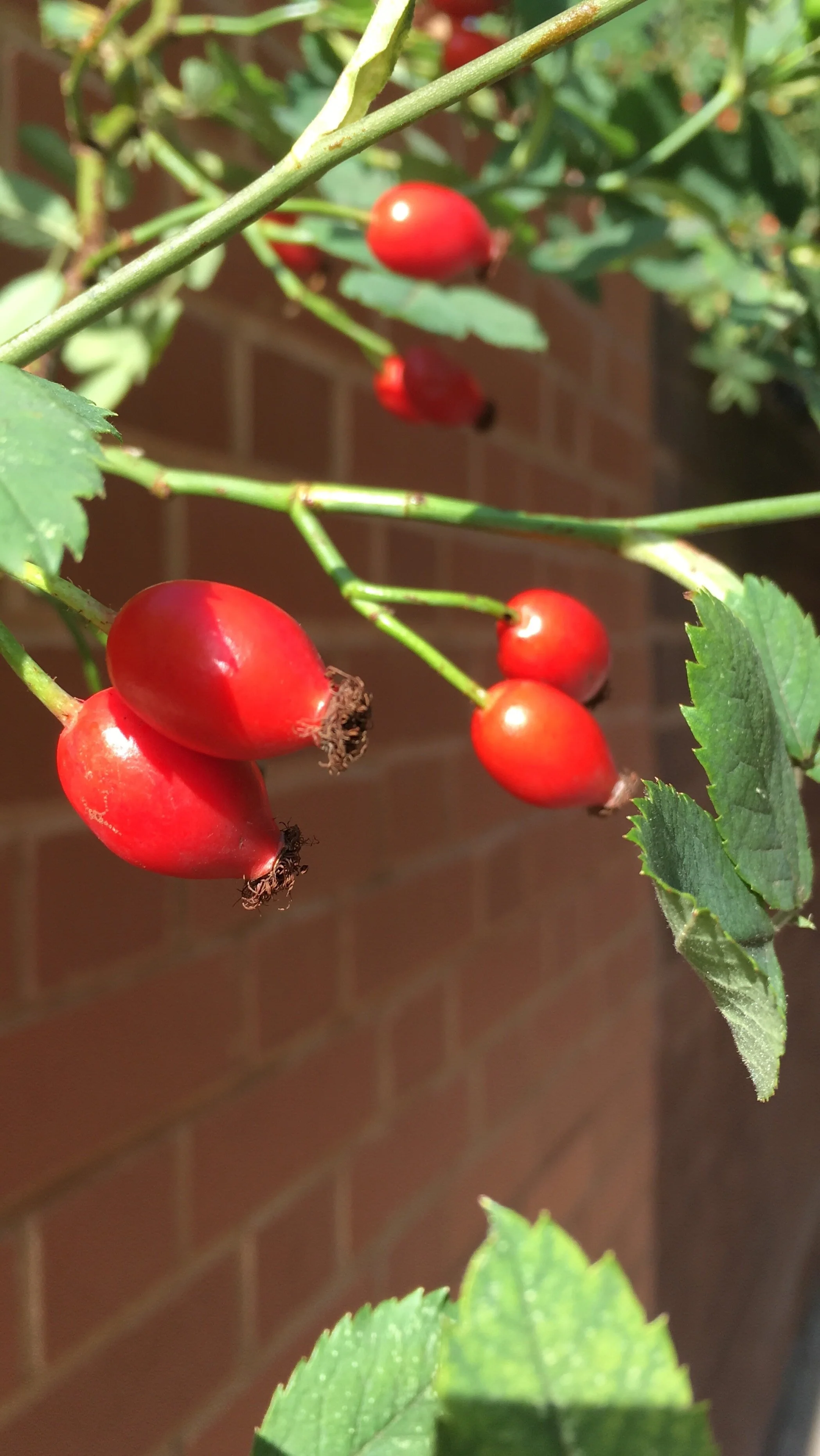 Winter Remedies: Rosehip and Marshmallow Syrup