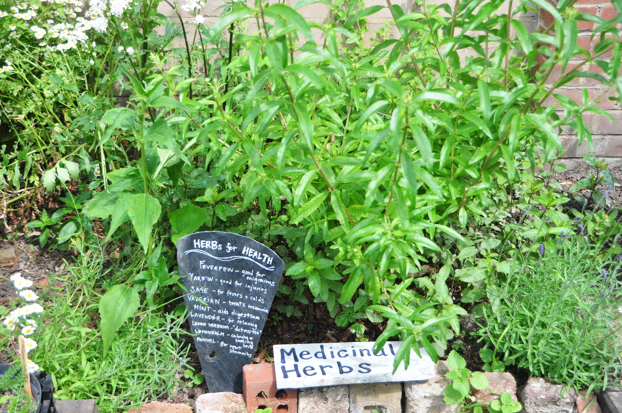 World Mental Health Day: A journey around the community gardens of Hackney