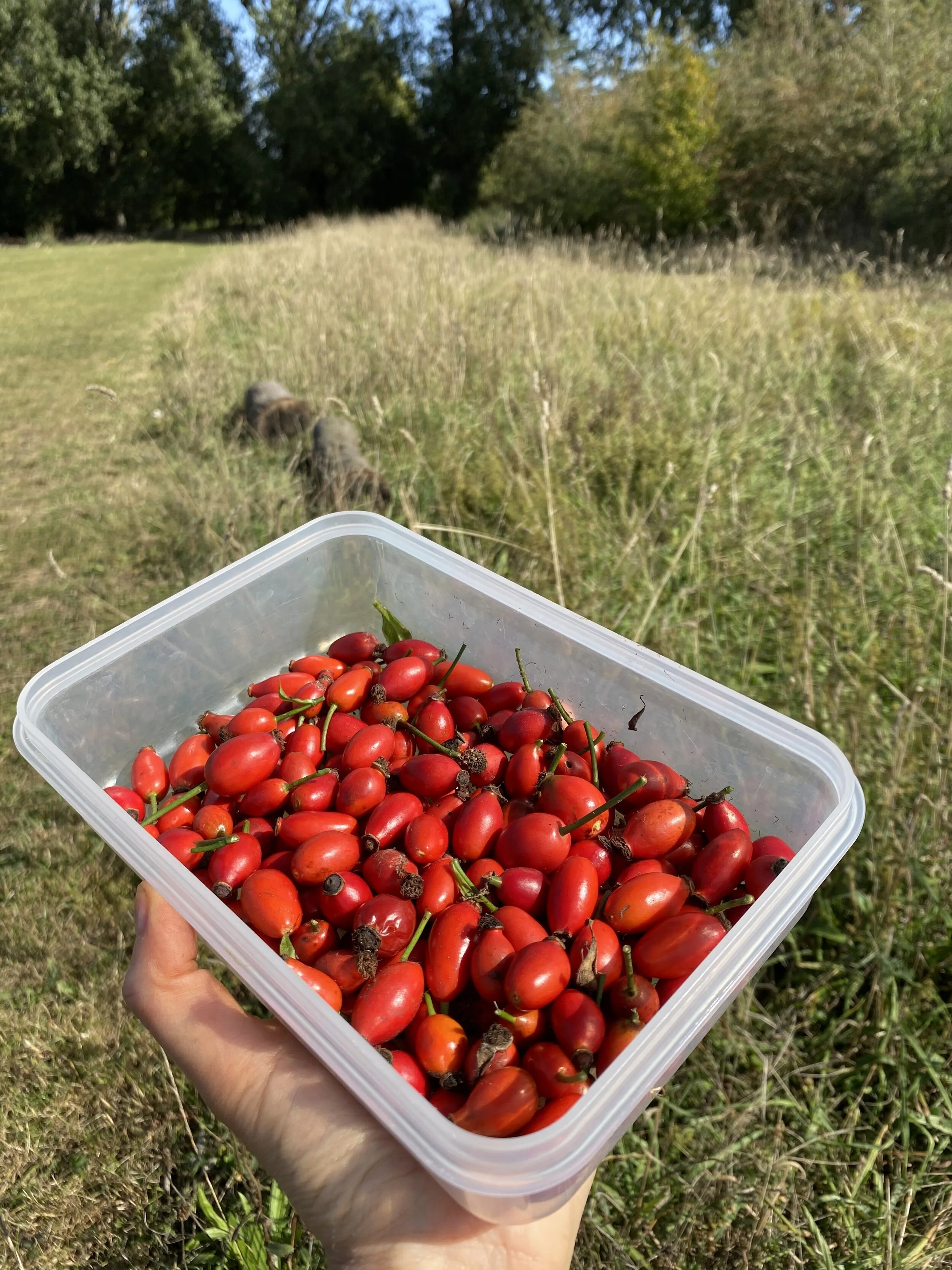 Herb highlight // Rosehips