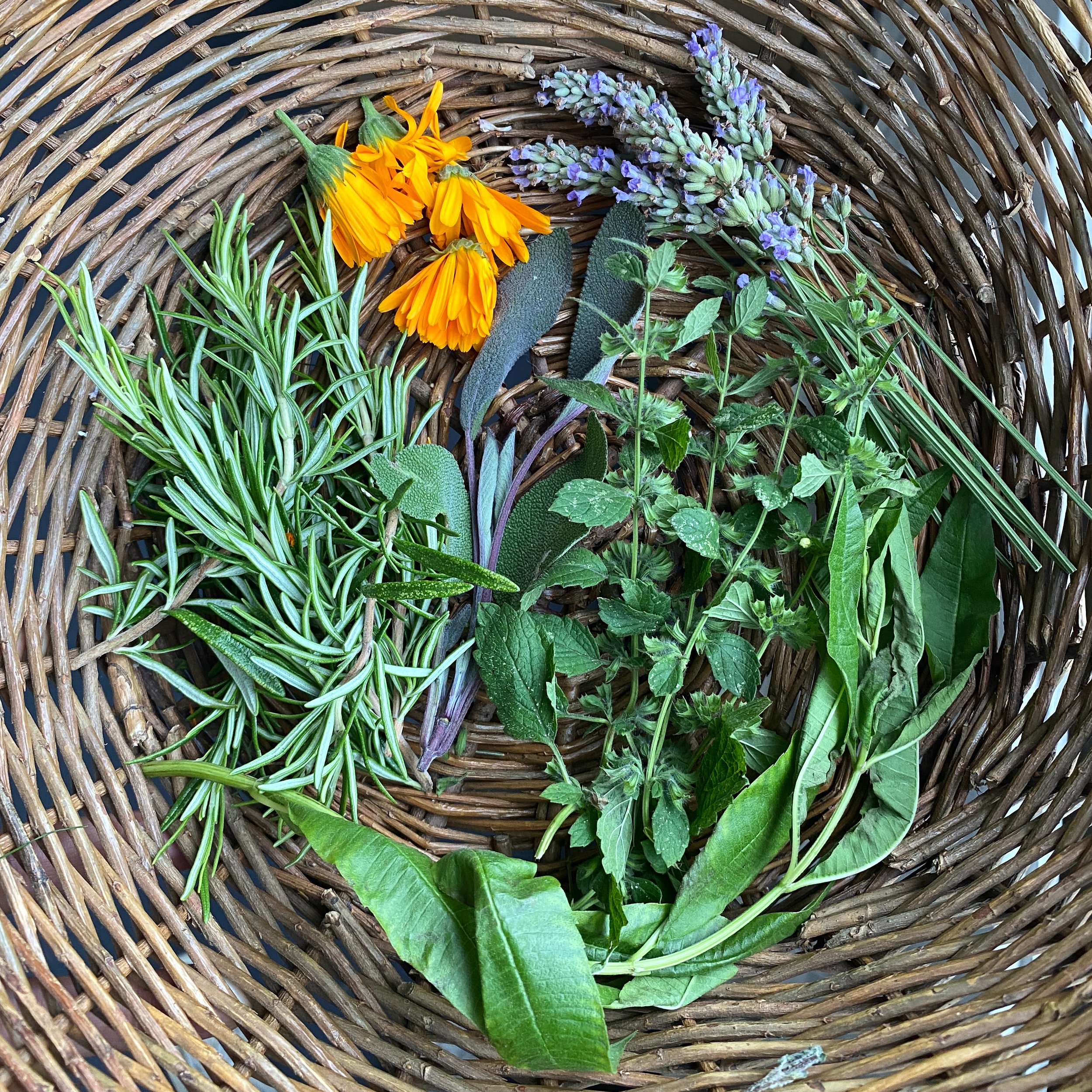 Fresh herbs in basket.JPG