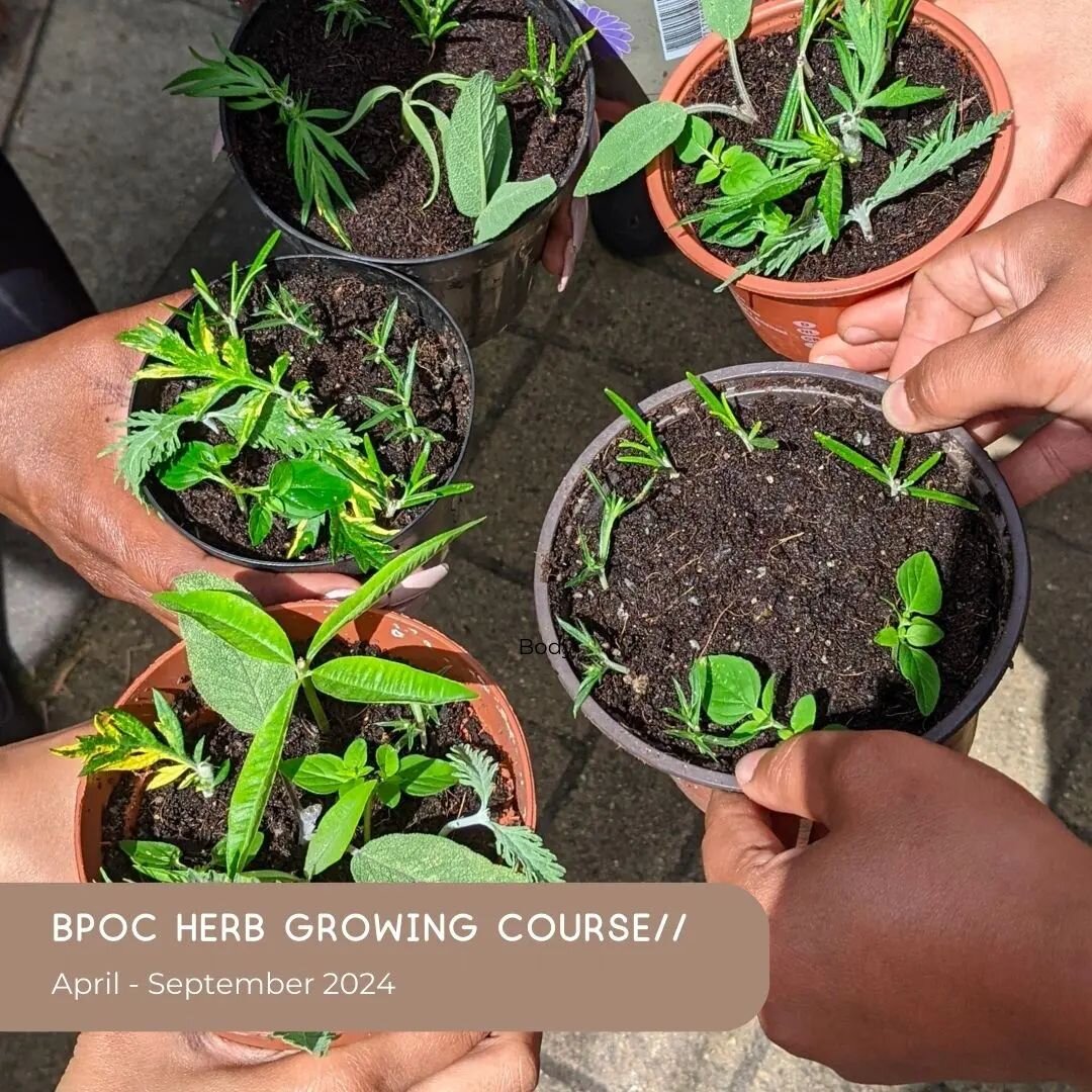 We are excited to be running another free training opportunity for BPOC (Black People and People of Colour) living in London Borough of Hackney and Hackney Wick. This Herb Growing Course is part of our continued work to offer dedicated training to fo