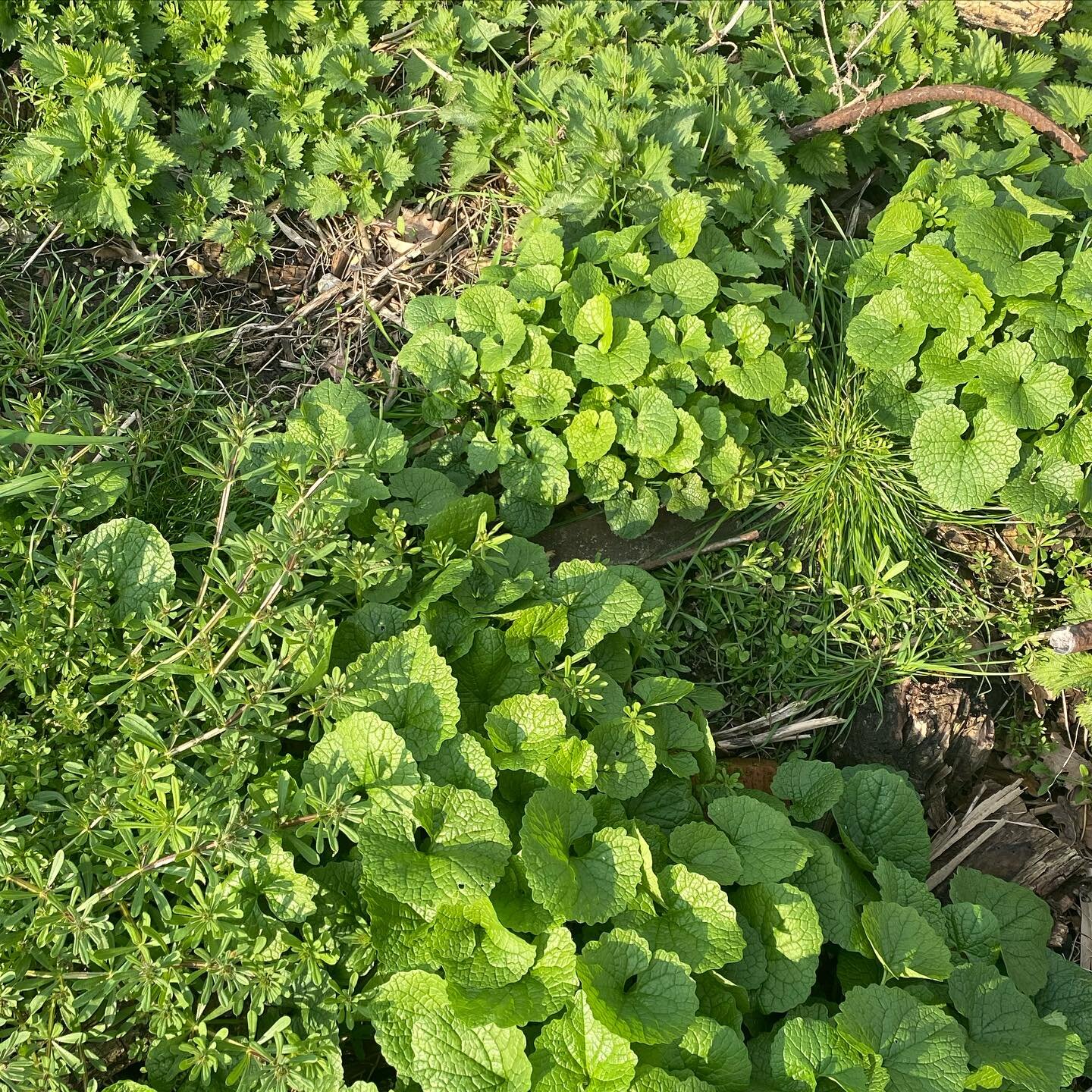 Wilder green spaces are abundant with springtime weeds at this time of year and most of these are both edible and medicinal! Spring is such an exciting time as we welcome back some of our favourite herbs who have distinct points in the season when th