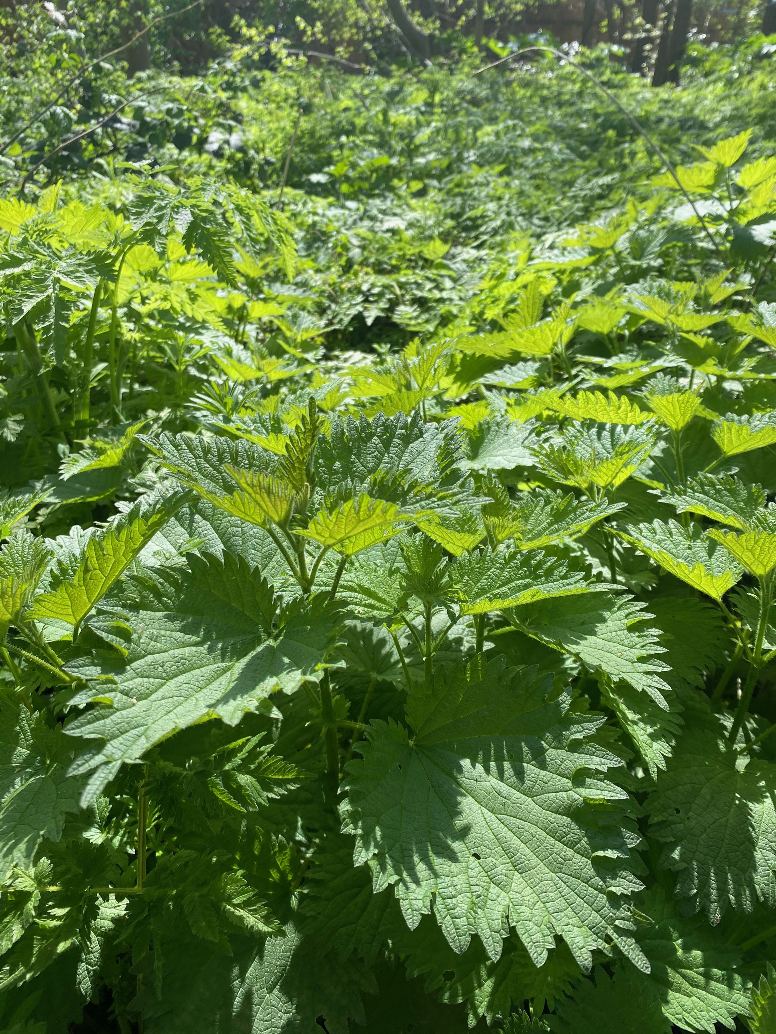 Nettle patch.jpeg