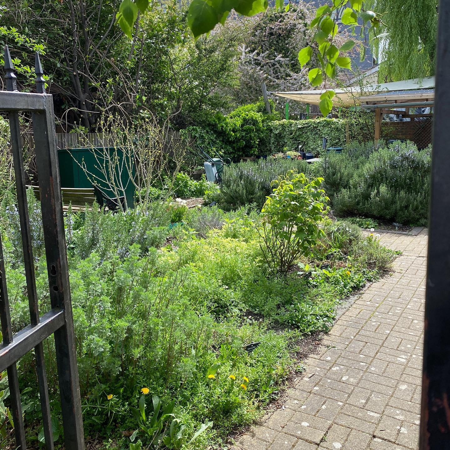 The gardens are really starting to get into their spring groove and at this time of year it can feel like anything is possible! From the blue rosemary flowers that we would expect at this time of year to the very early elderflowers, the natural world