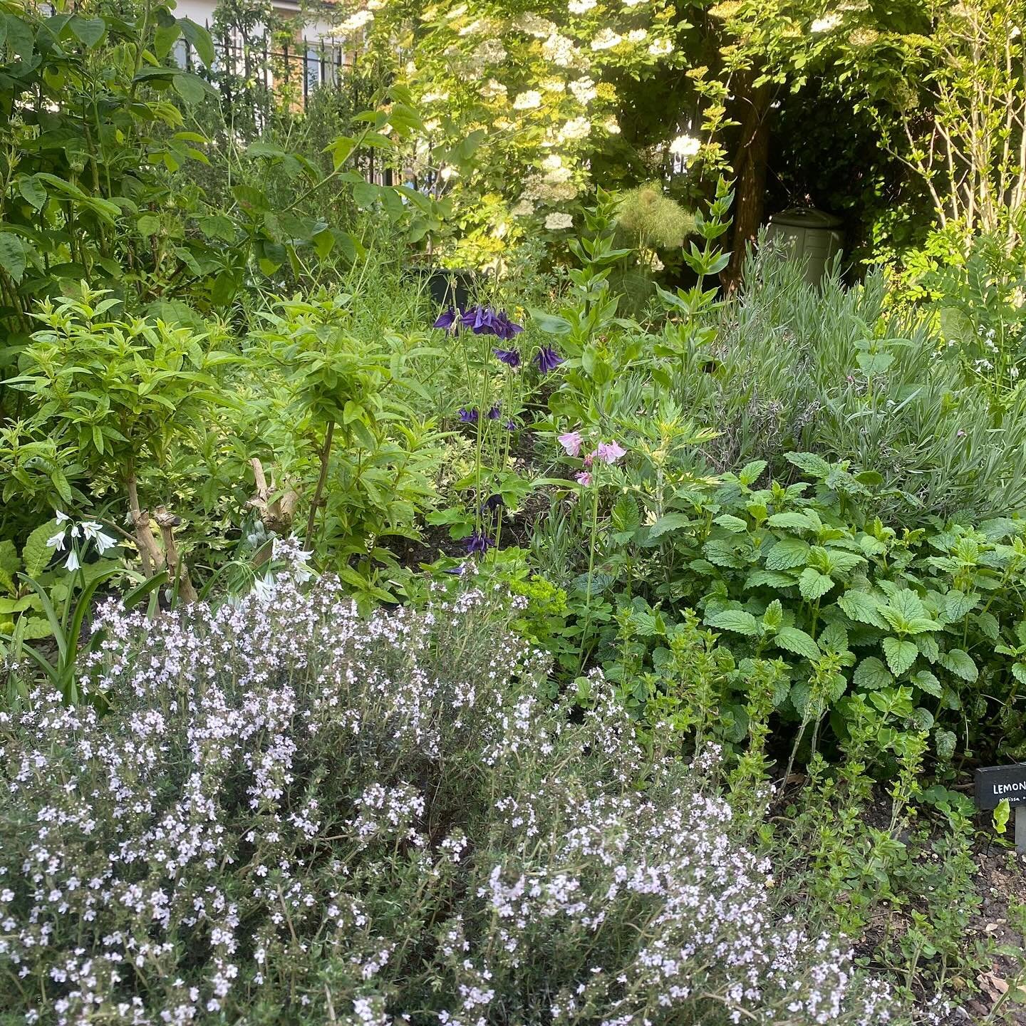 Plant Sale + Garden Open Afternoon this Saturday 🌞🪴🫖🌱🐝

Come and see the garden in its late spring glory and pick up some plants for your own garden this weekend. We&rsquo;ll have a range of herbs, flowers and edible plants.

Saturday 11 May 2:3