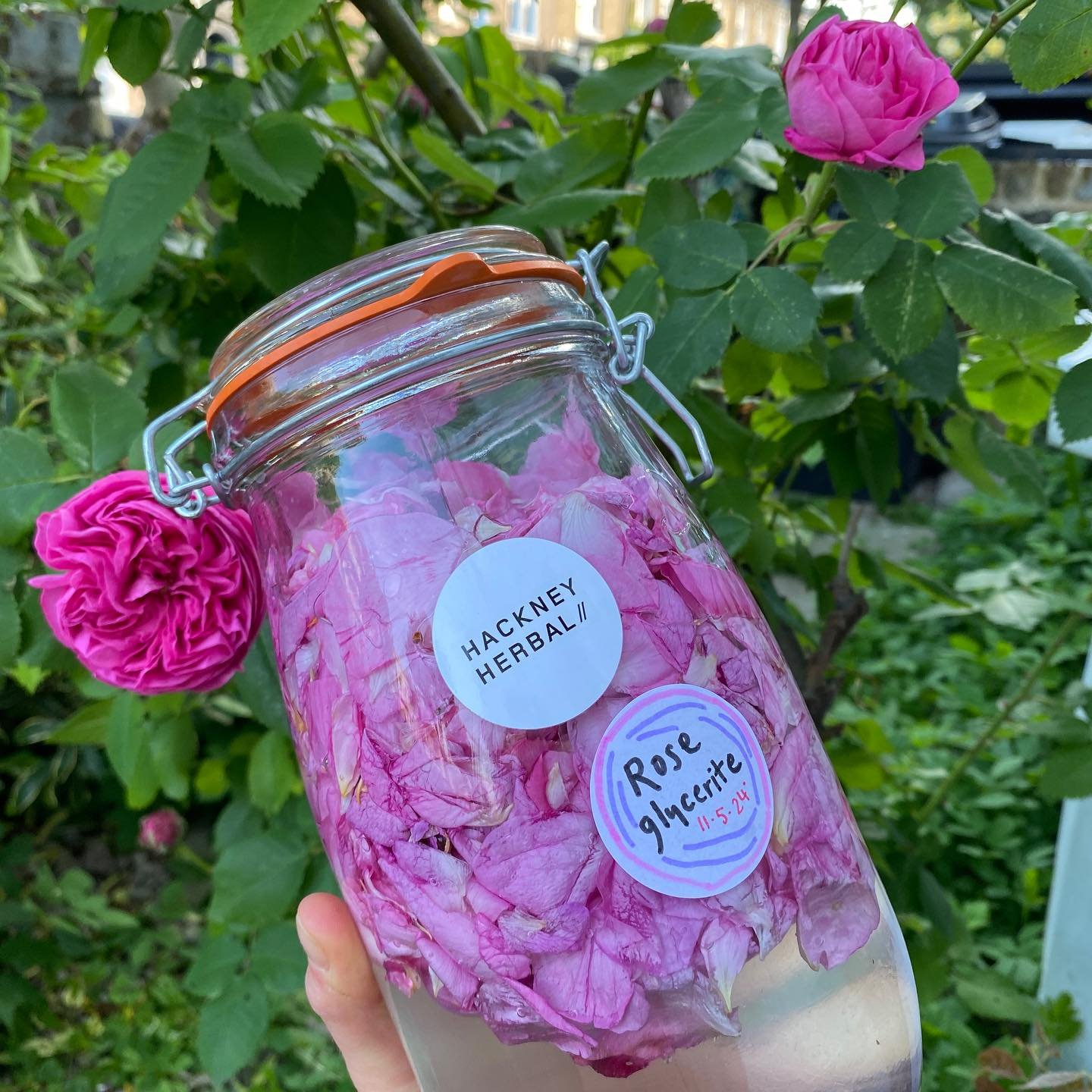 This has to be one of our absolute favourite remedies of all time&hellip; rose glycerite 🌹

Rose is one of our favourite herbs for soothing our emotional side. With heavy hearts for the ongoing injustices in the world, we can&rsquo;t get enough of t
