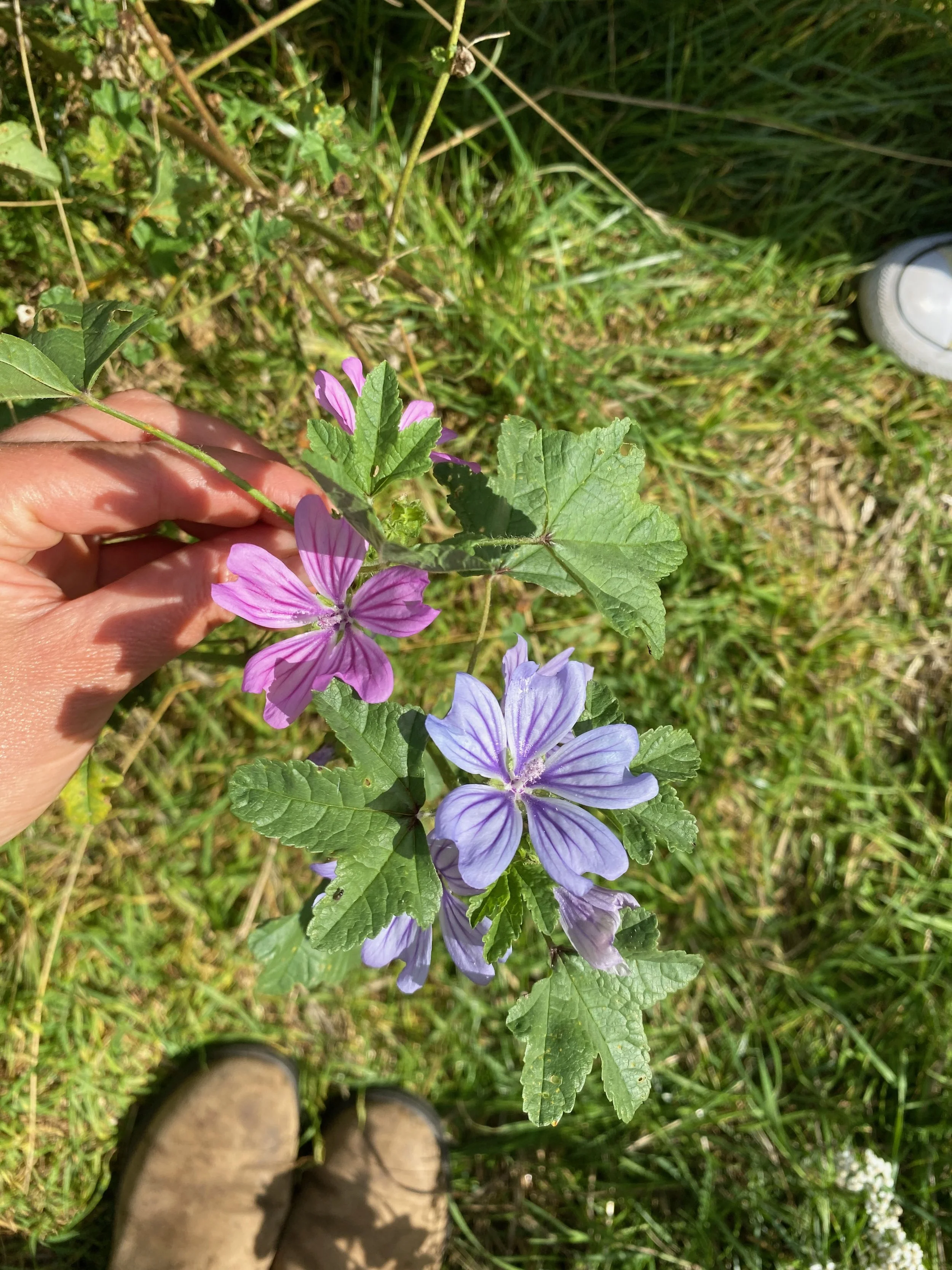 IMG_7279.jpeg