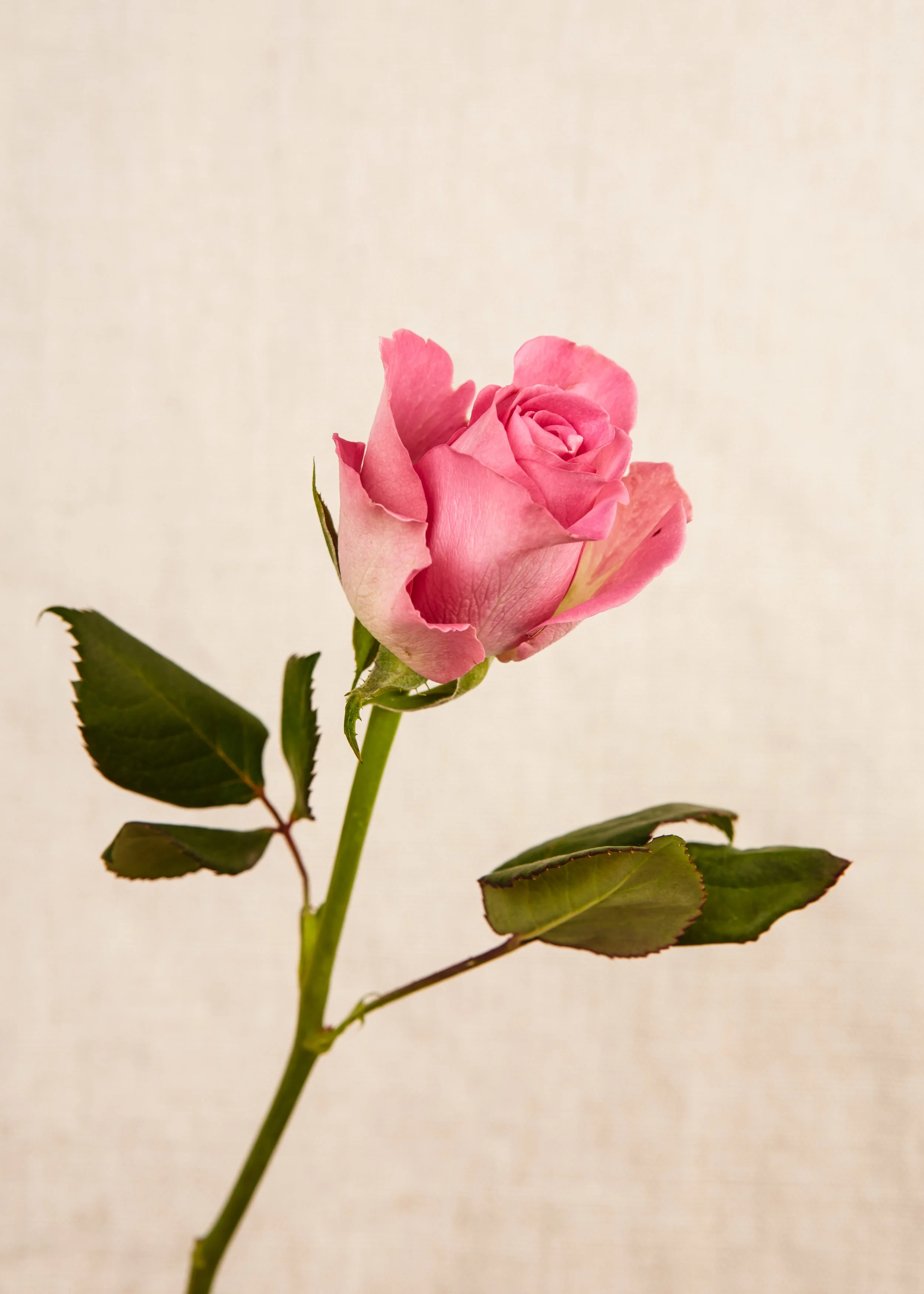 _36B6634.jpg