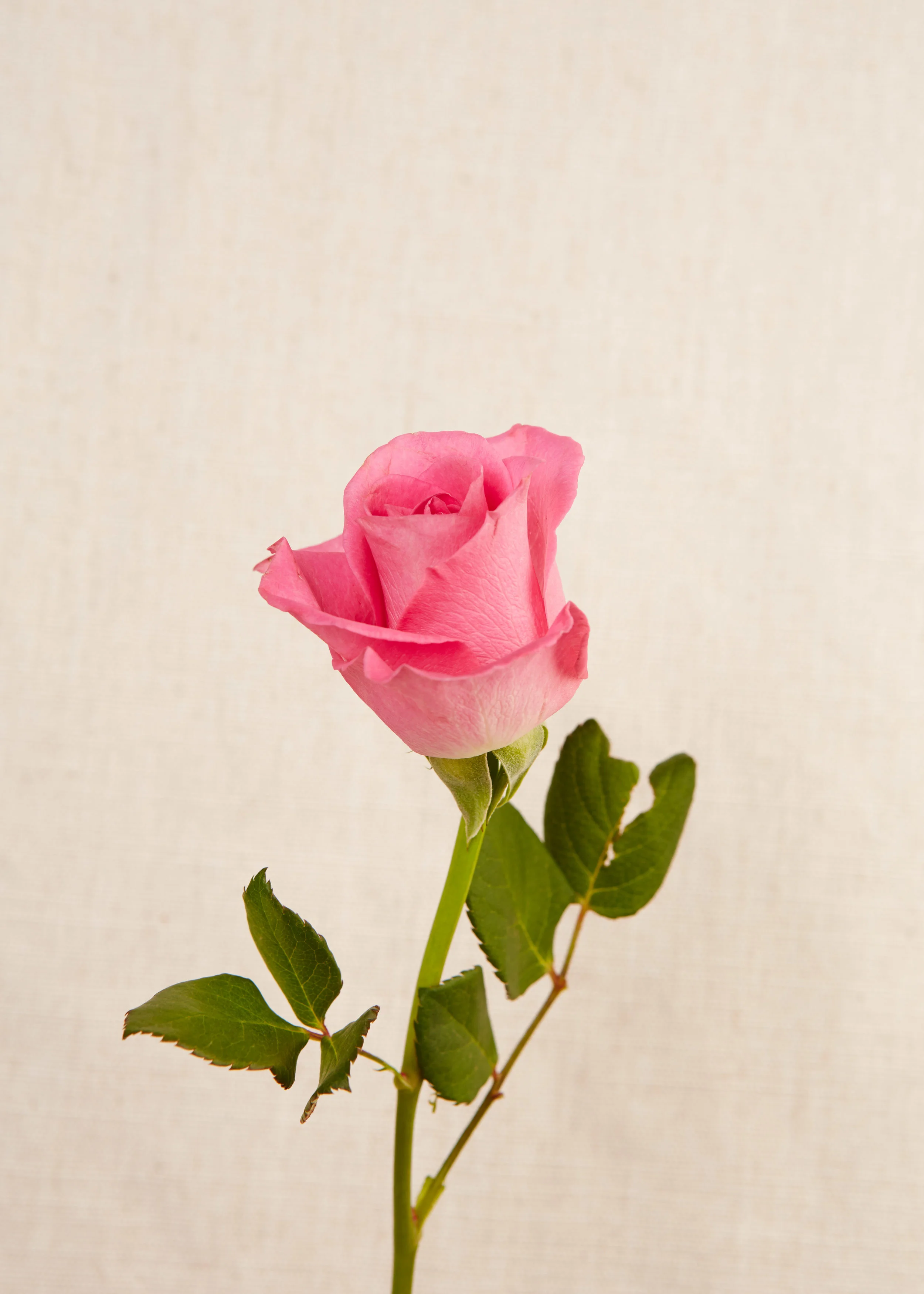 What becomes of the broken hearted?