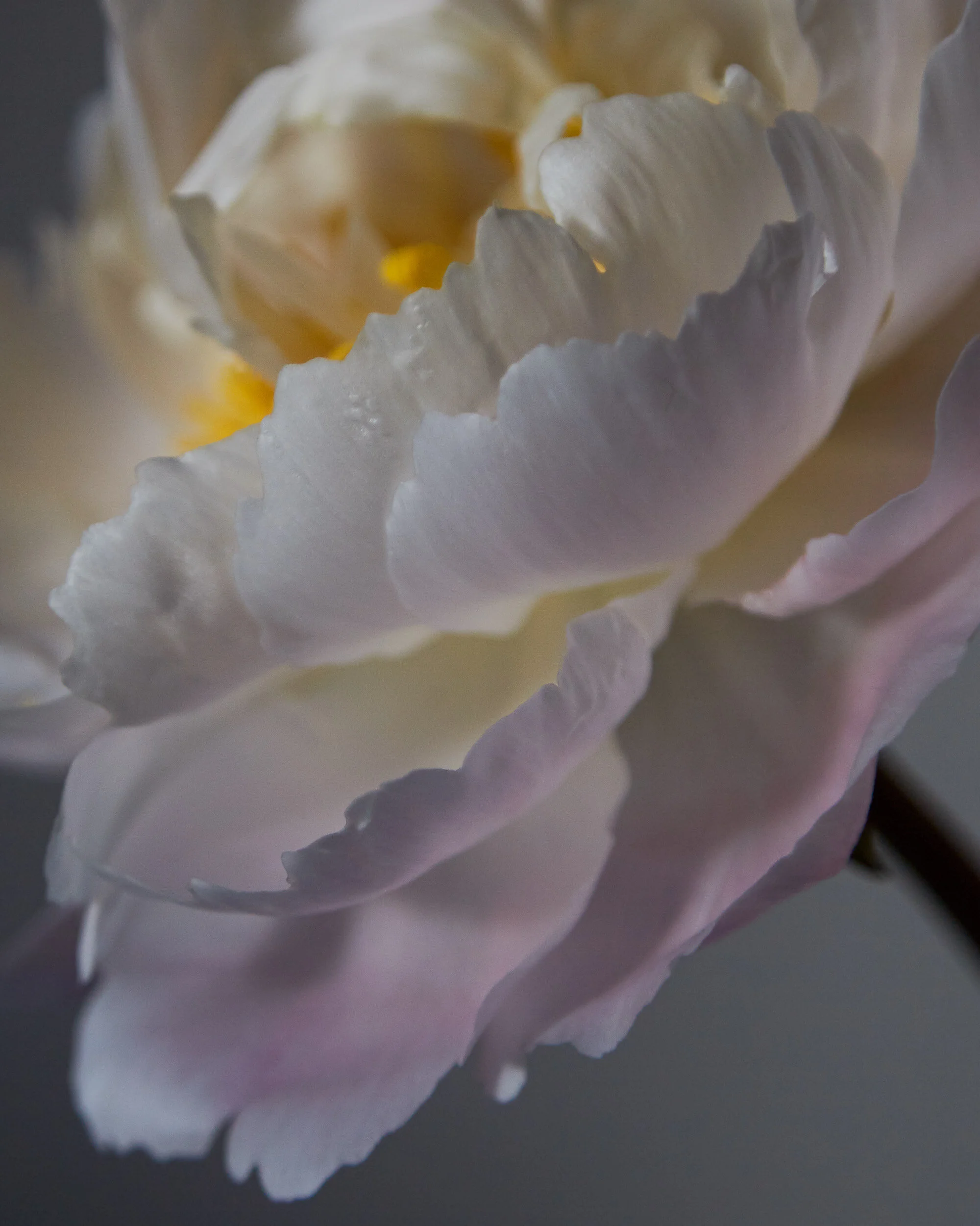 Rosie_Butcher_florence_inflowers72330.JPG