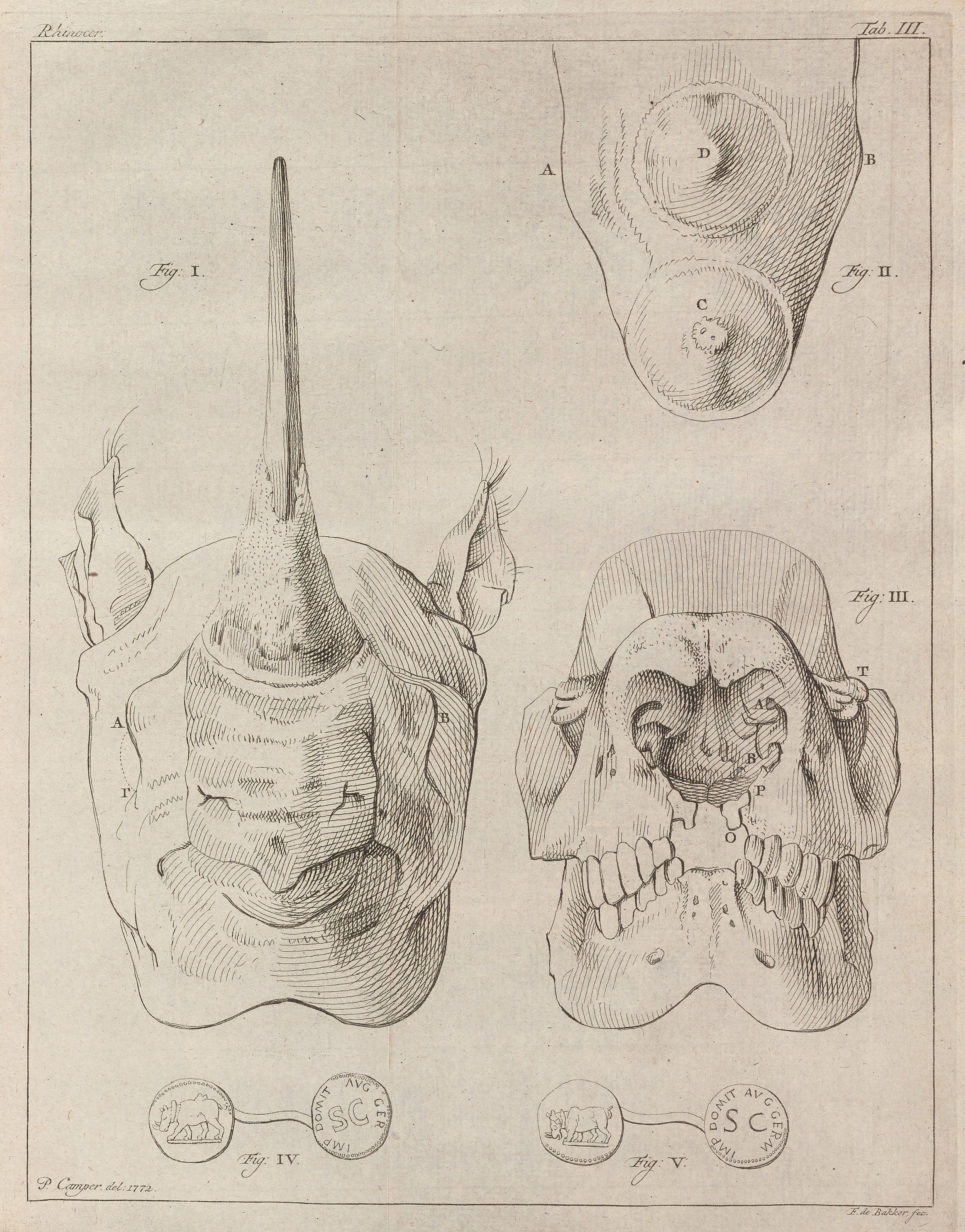  From the  Natuurkundige verhandelingen van Petrus Camper  … Amsterdam, 1782. Used in  Rhino Hero . 