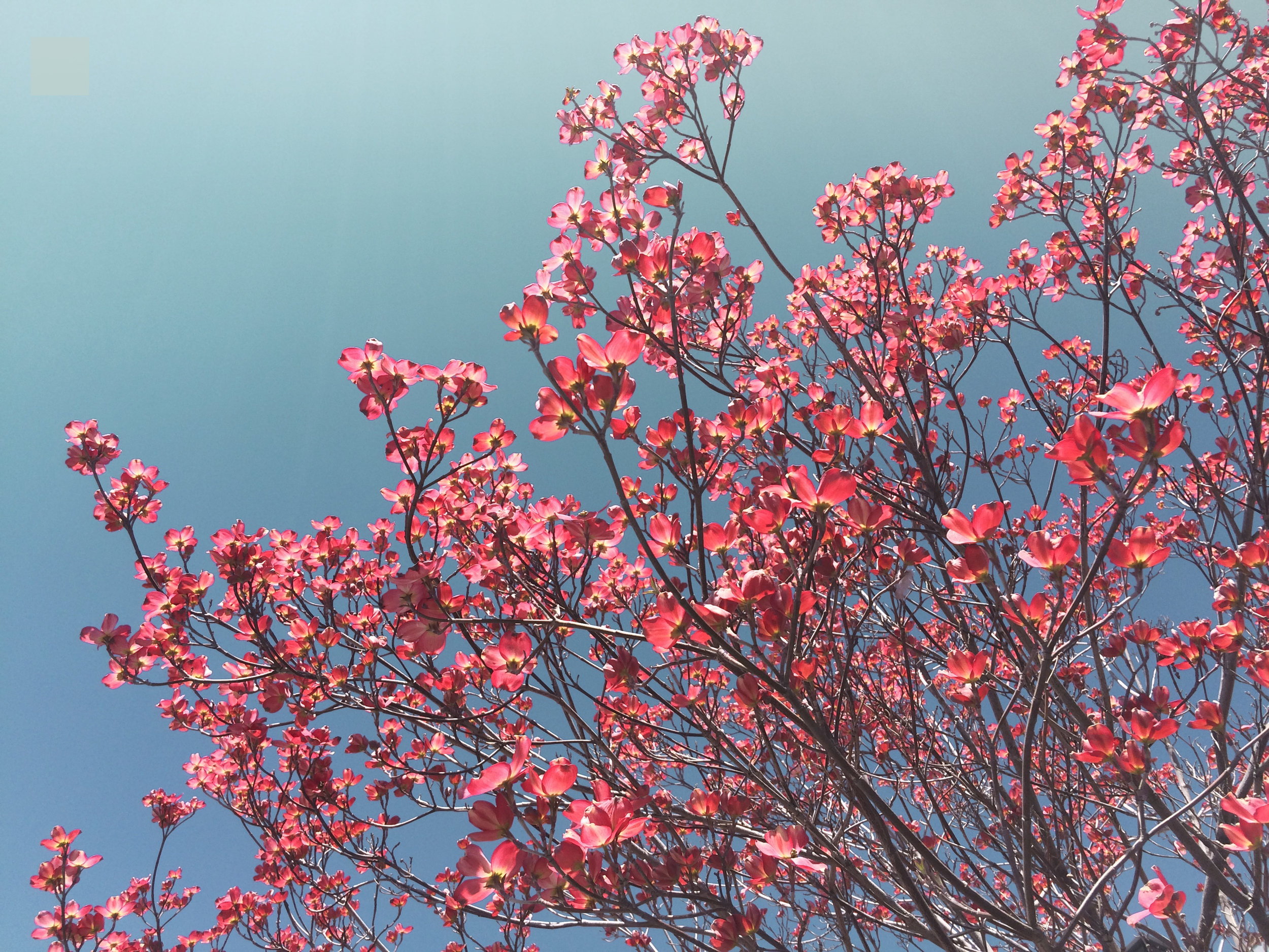 harmony-and-health-flowers-banner-fade.jpg