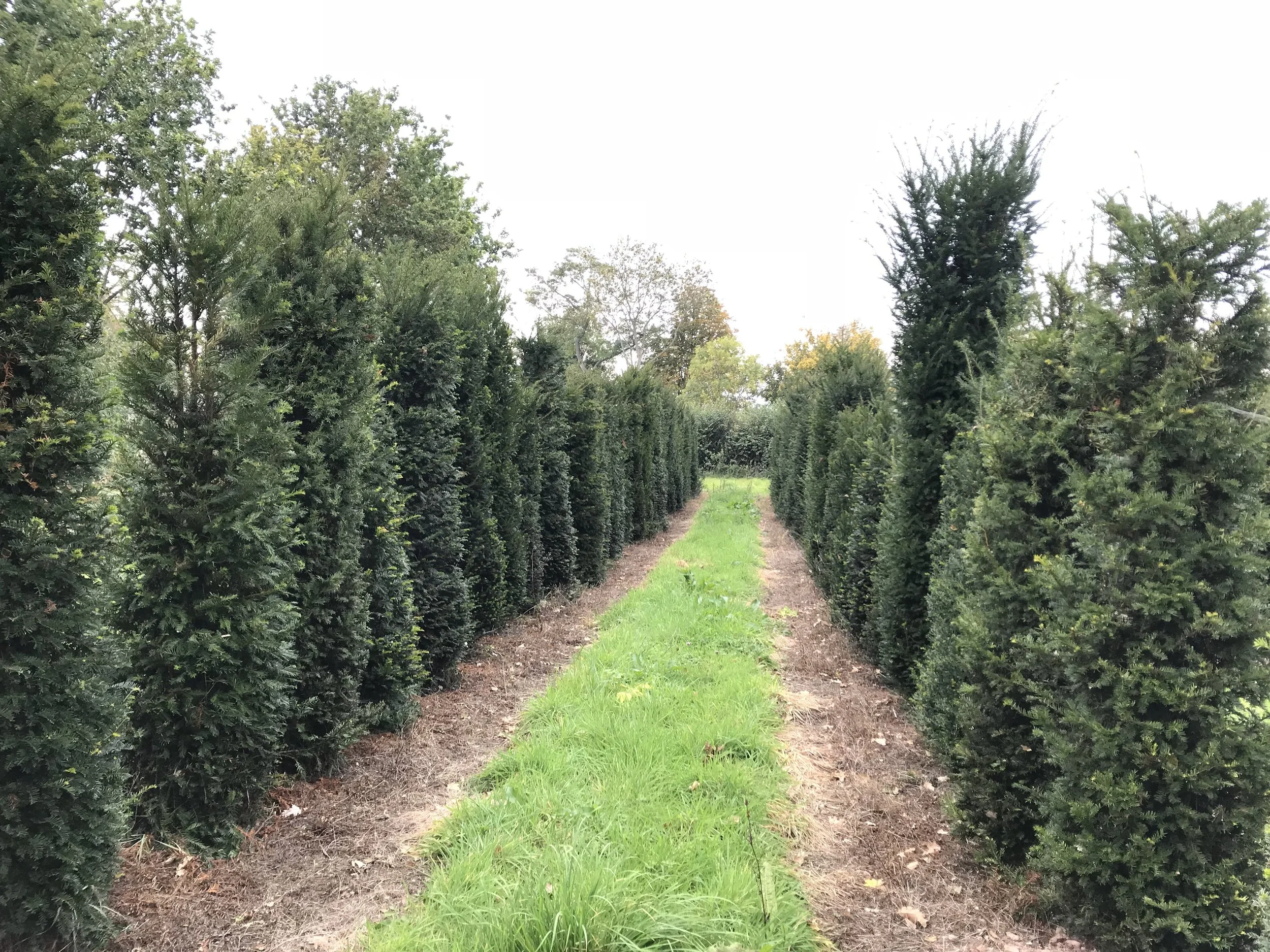 Yew Bushes — RUPERT GOODDY PLANTS LTD