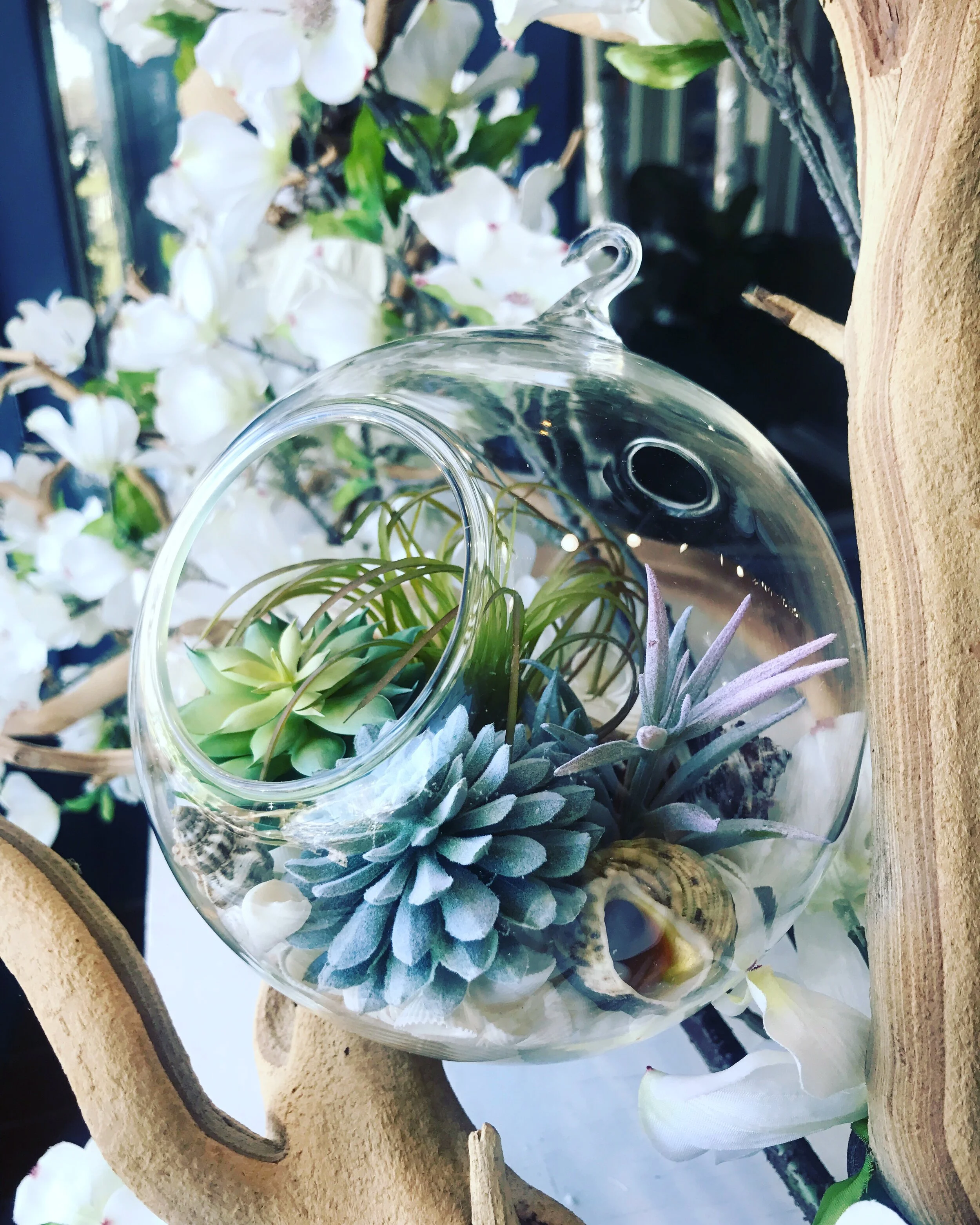 Hanging Beach Succulent Arrangement 6"