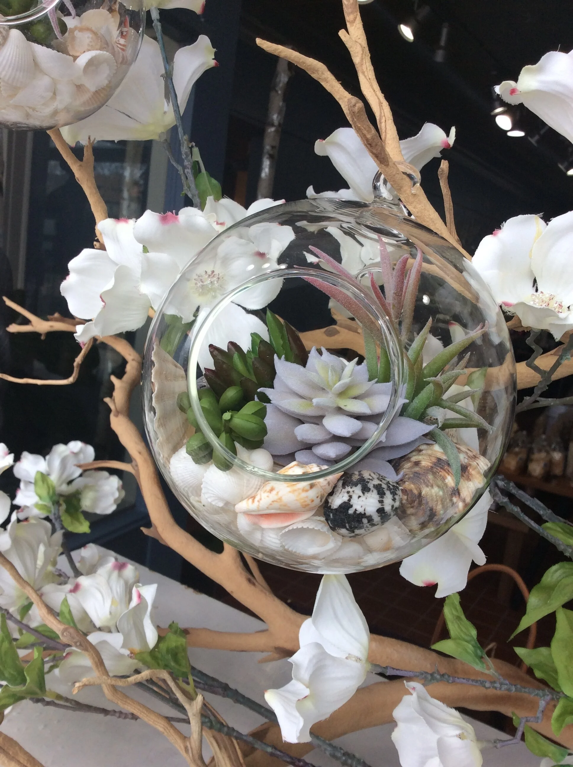 Hanging Beach Succulent Arrangement 5"