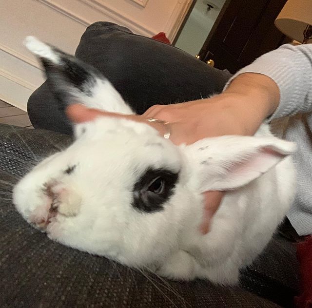 Very good face &amp; top tier pets from @youngmittelstead