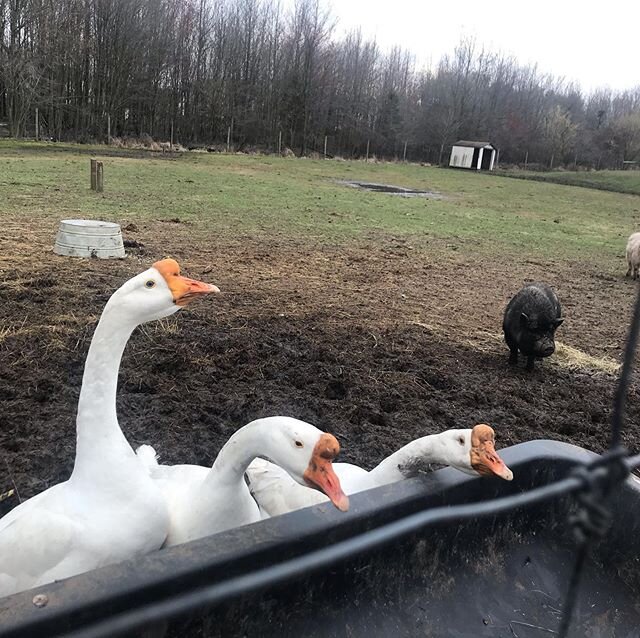 Took the bunny on a surprise trip to a new vet yesterday (he&rsquo;s okay, just sneezy!) and it was next to A FARM. Hooray for bonus pigs 🐷