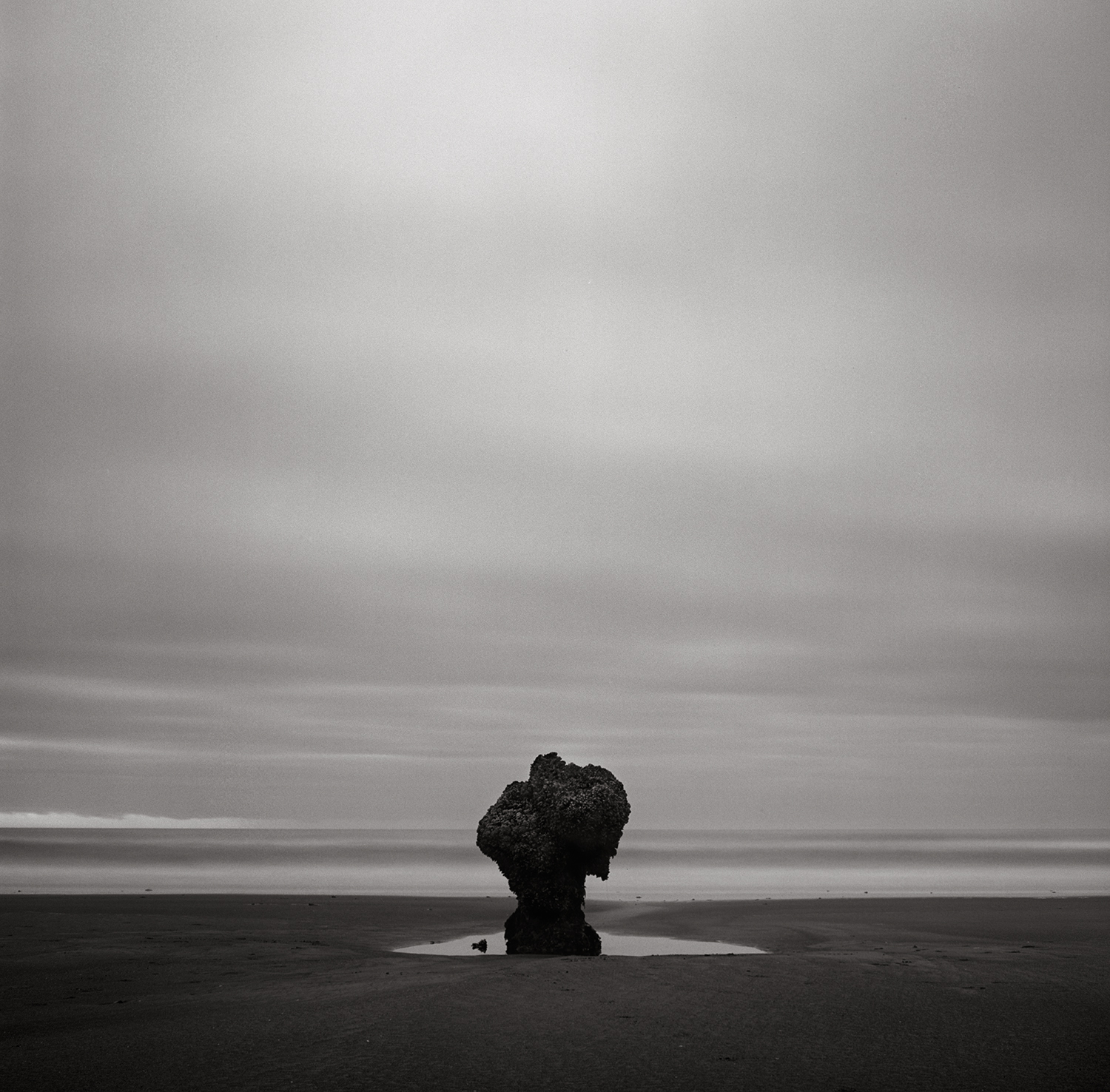 neskowin ghost tree lone.jpg