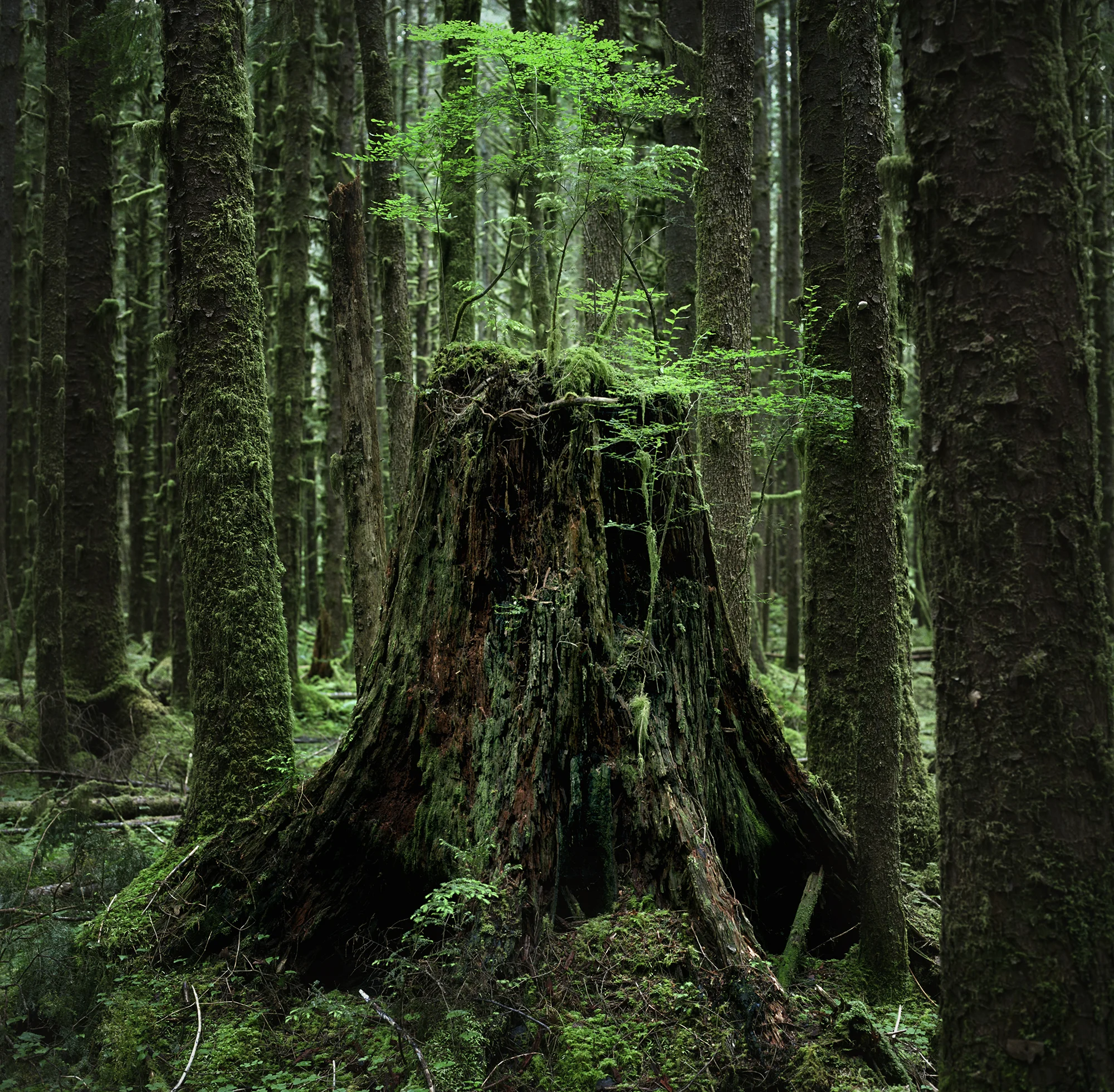 hoh hblad stump2v2.jpg