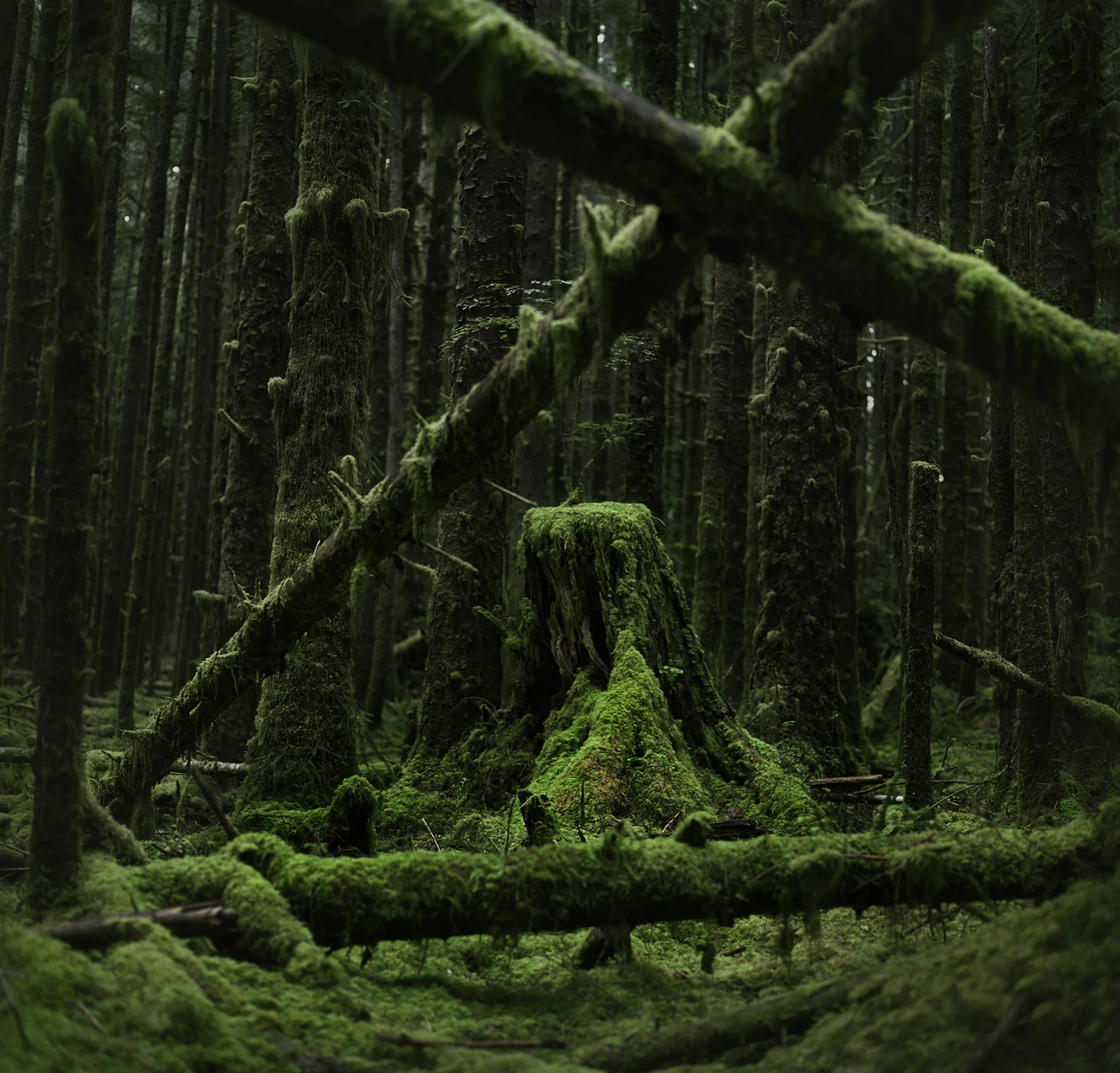 hoh stump crossed logsv2.jpg