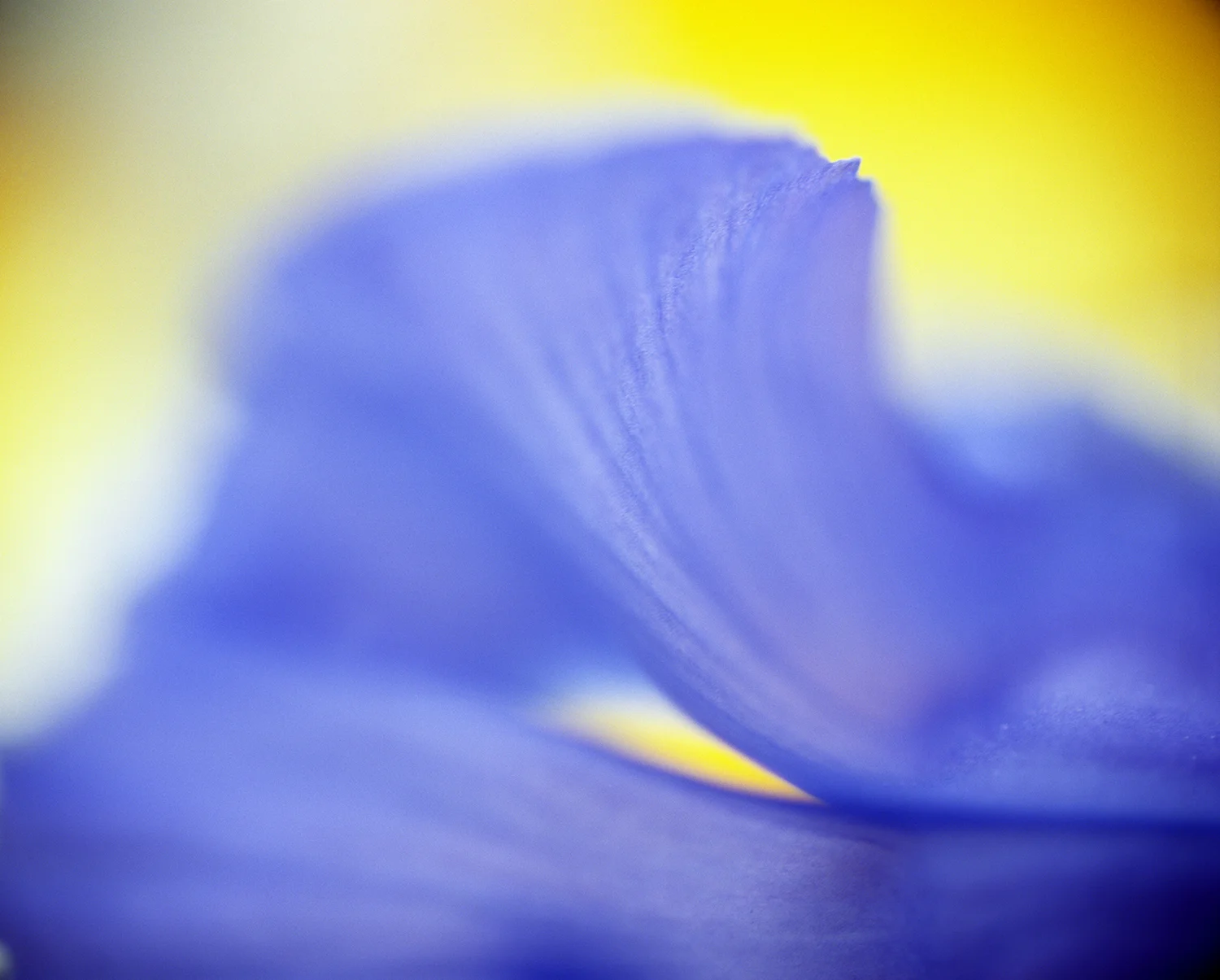 pansy wave sunset.jpg