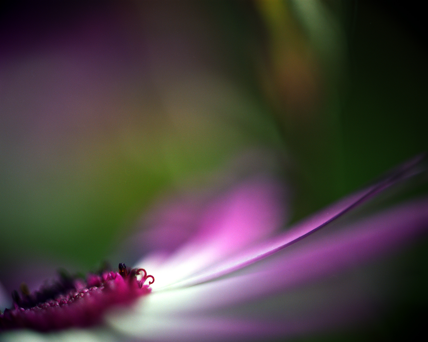 purple flower against green.jpg