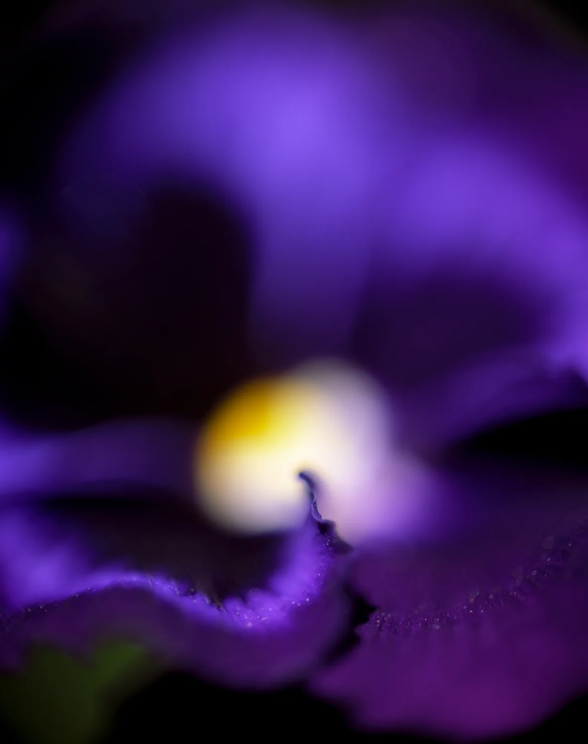 Purple pearl.jpg