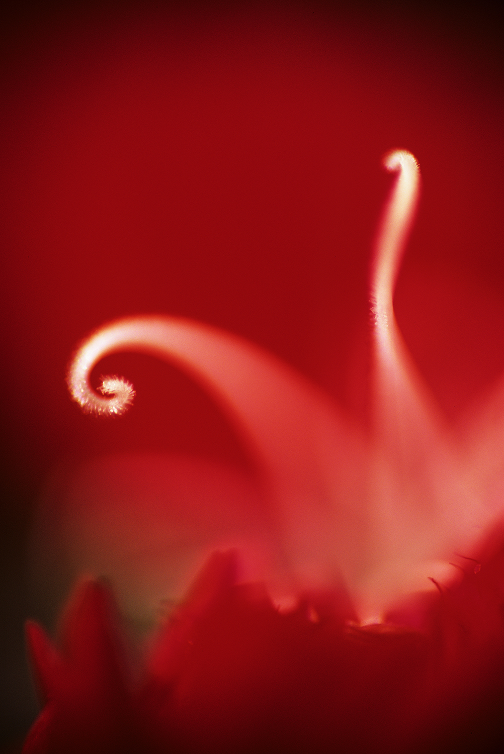 Red flower Burton 1.jpg