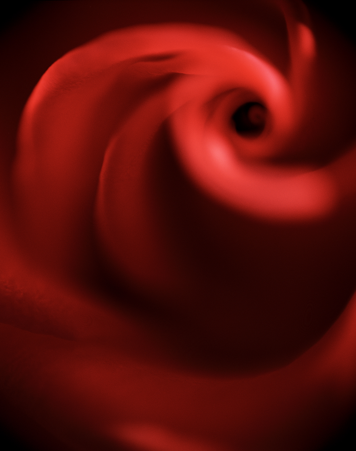 rose swirl.jpg