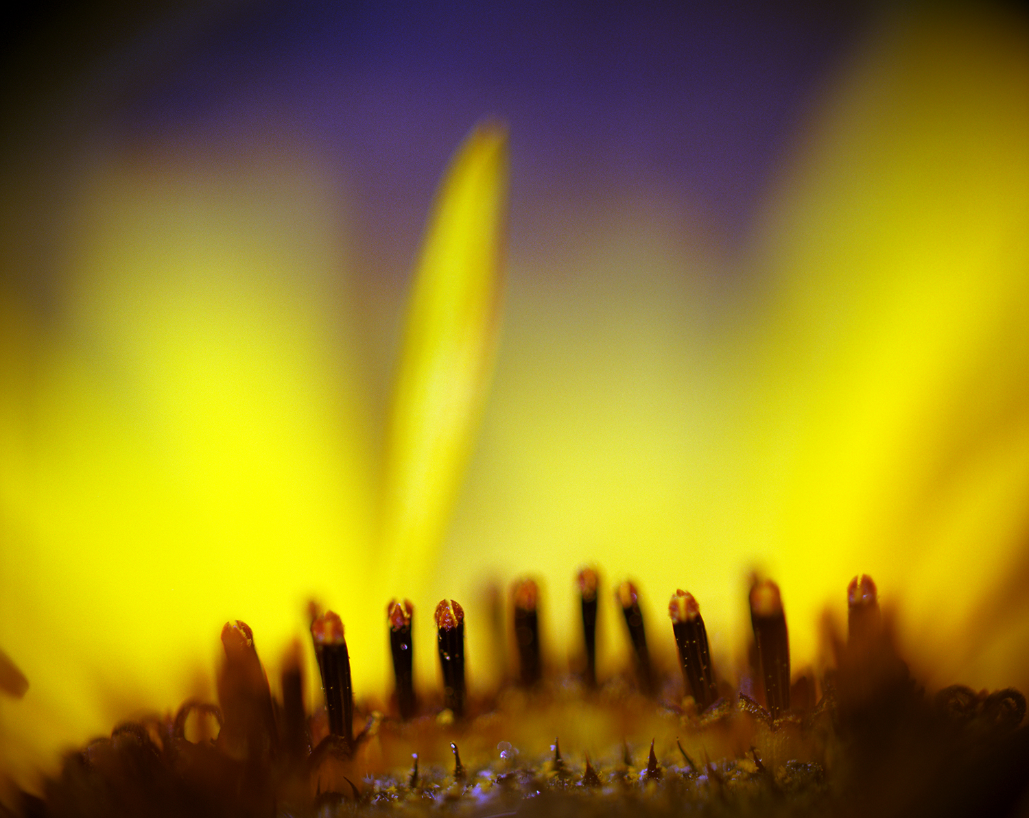 sunflower stonehenge.jpg