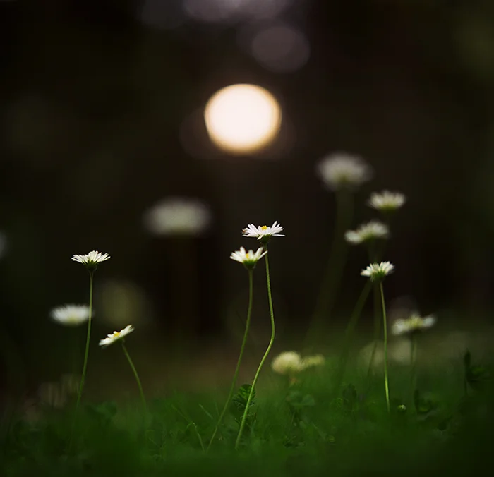laurelhurst flowers up.jpg