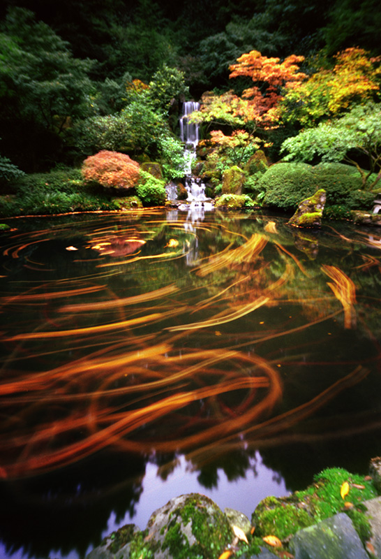 Dance of the koi, 45 seconds, Zero Image 6x9