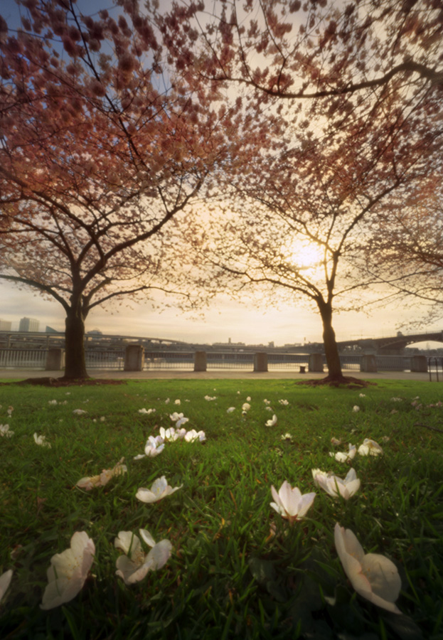 Amidst the cherry blossoms. Innova 6x9, Kodak Ektar 100.