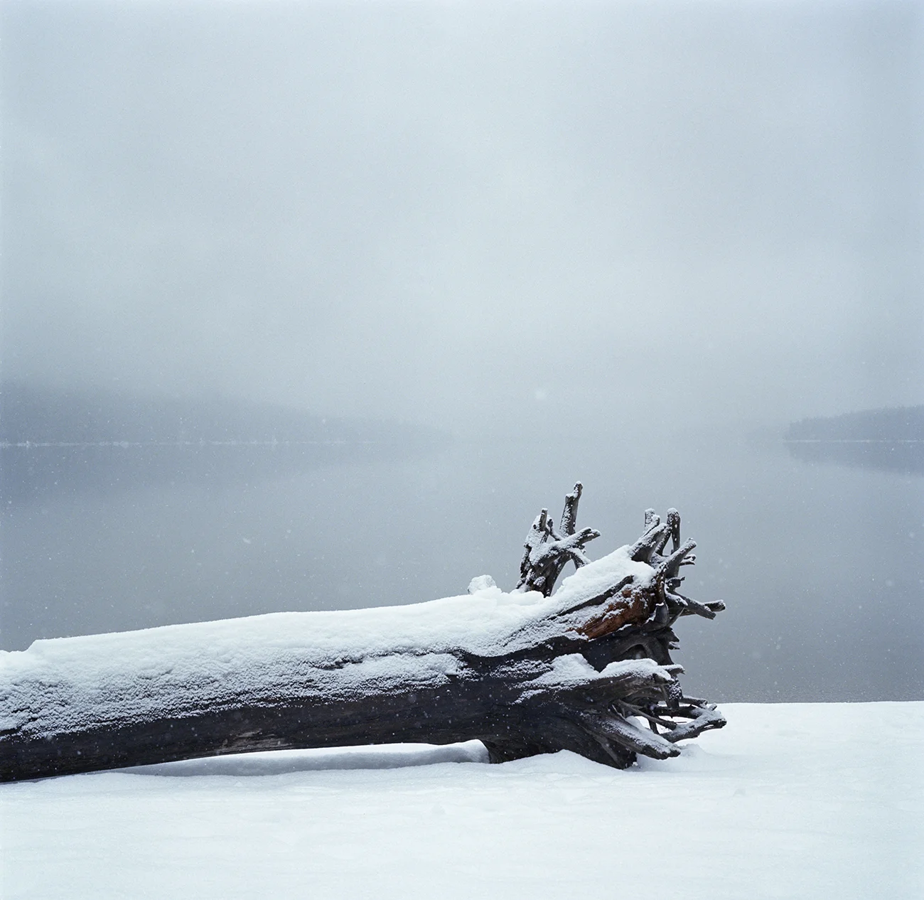 lake wenatchee fallen tree hblad.jpg