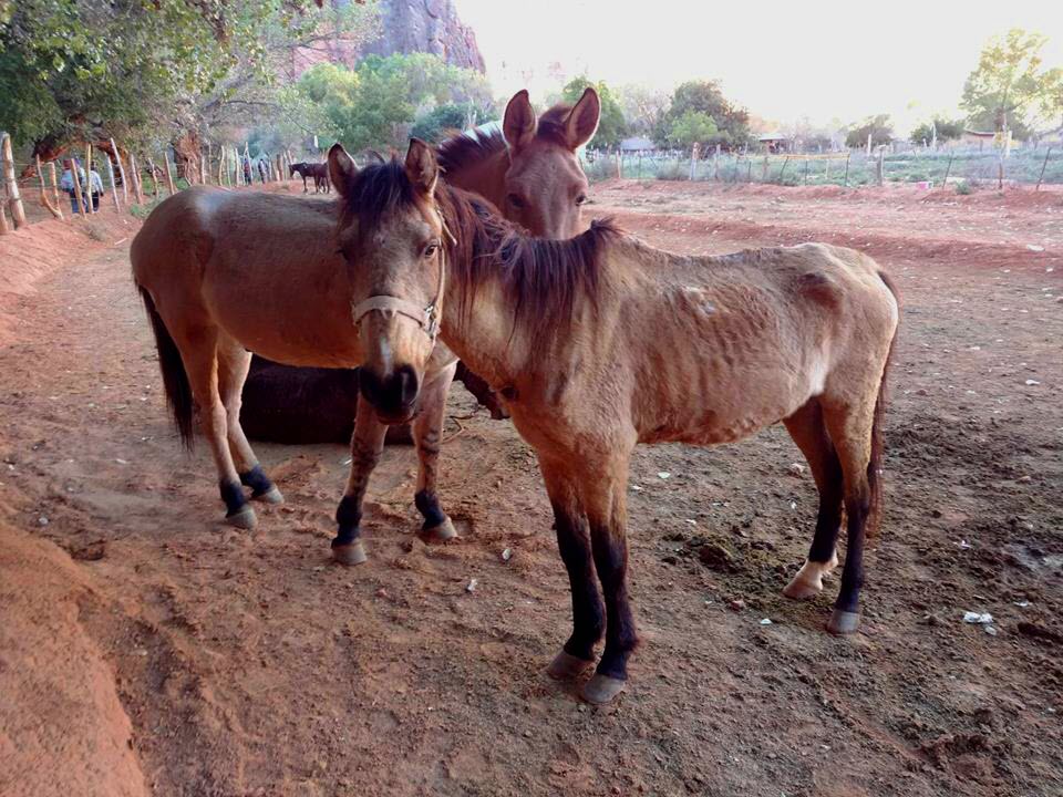 Frequently Asked Questions About the Havasupai Pack Animals — SAVE  Havasupai Horses
