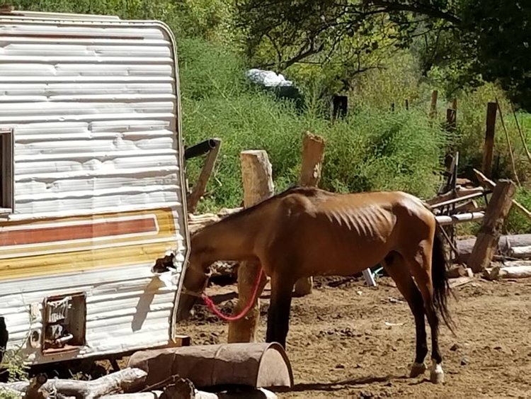 trailerhorses2.jpg