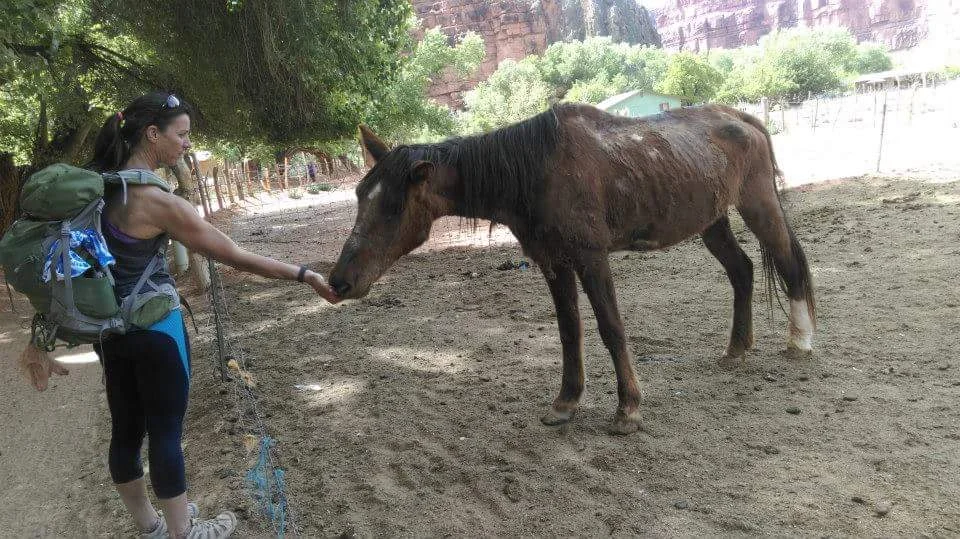 tourist-feeding-horse.jpg
