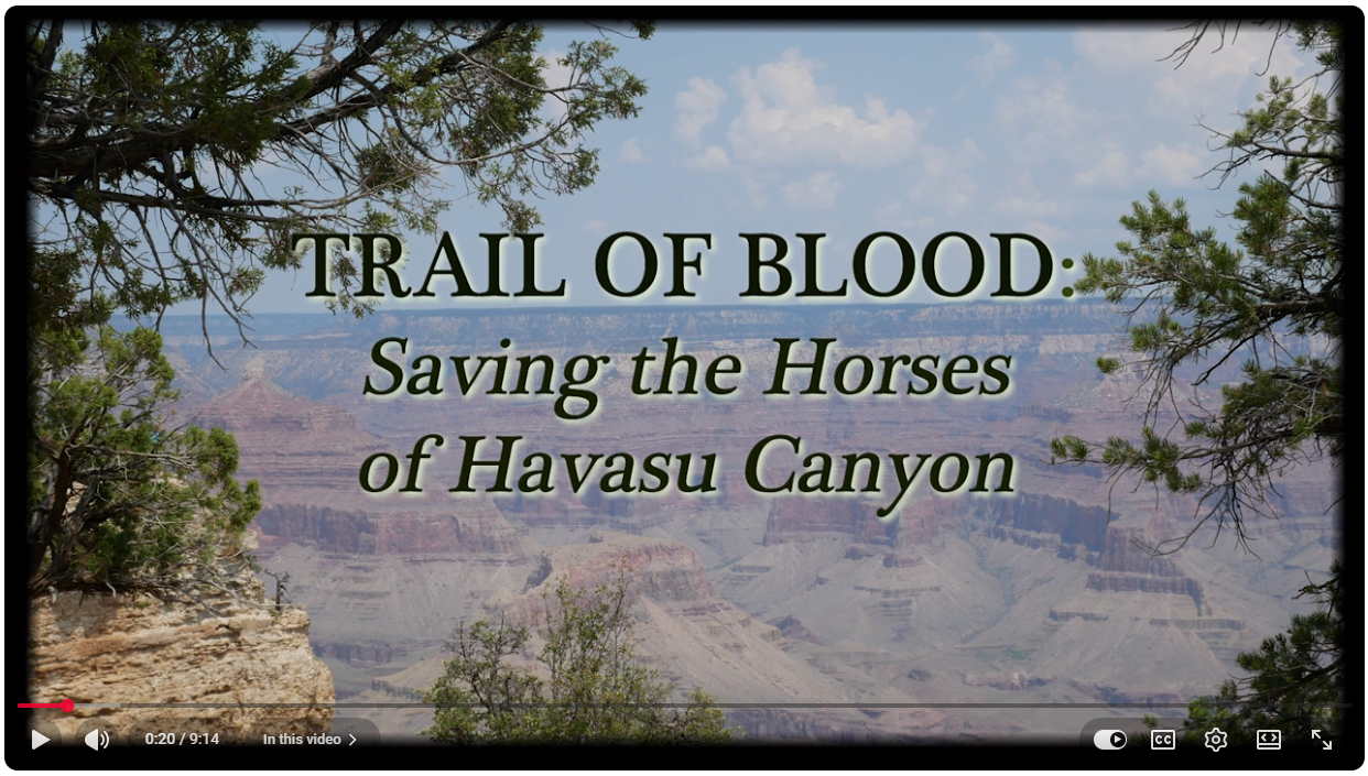 Trail of Blood: Saving the Horses of Havasu Canyon  A documentary short by White Lily Films