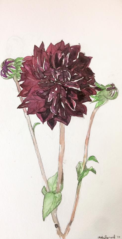Dahlia
