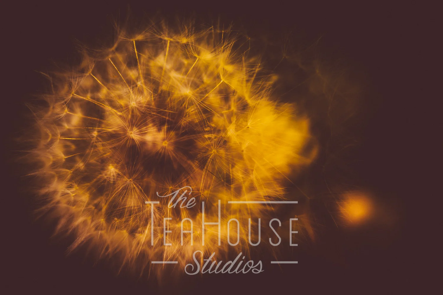 TheTeaHouseStudios@2017.Portfolio-10.jpg