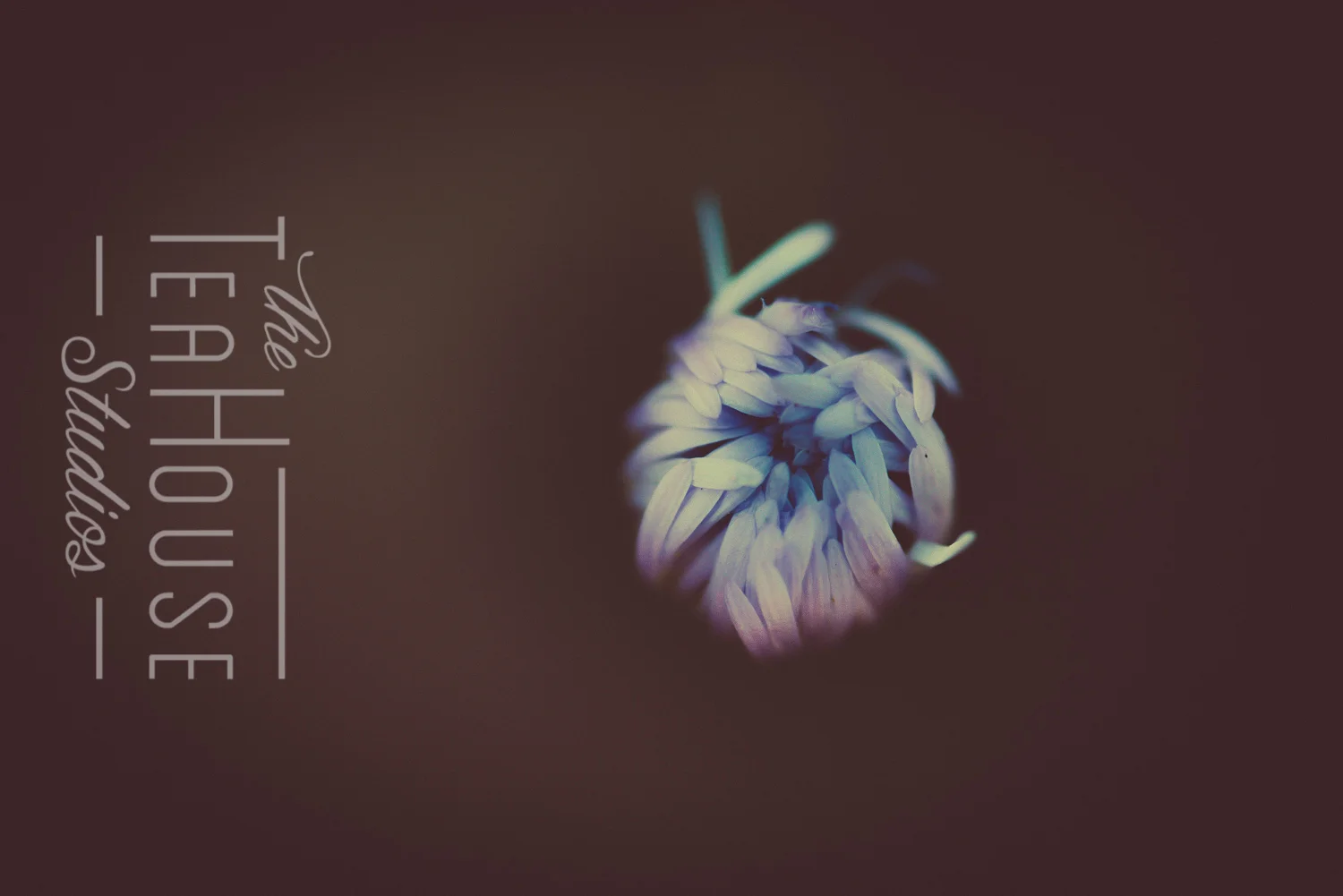 TheTeaHouseStudios@2017-13-3.jpg